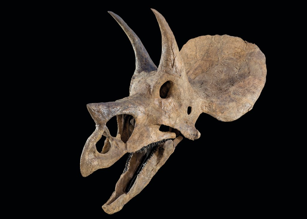 triceratops skull real