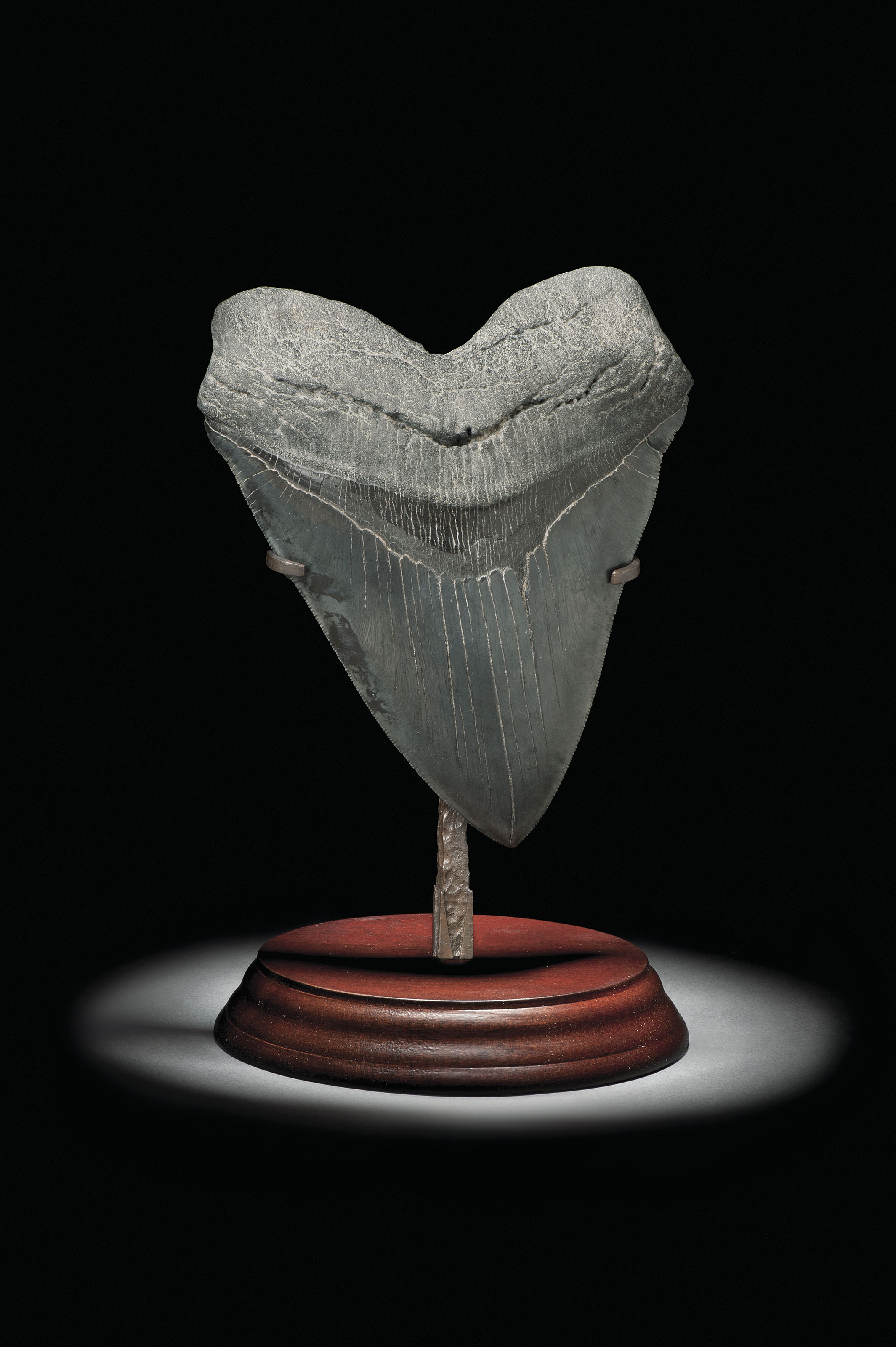 A LARGE MEGALODON TOOTH, SOUTH CAROLINA, USA | Christie’s