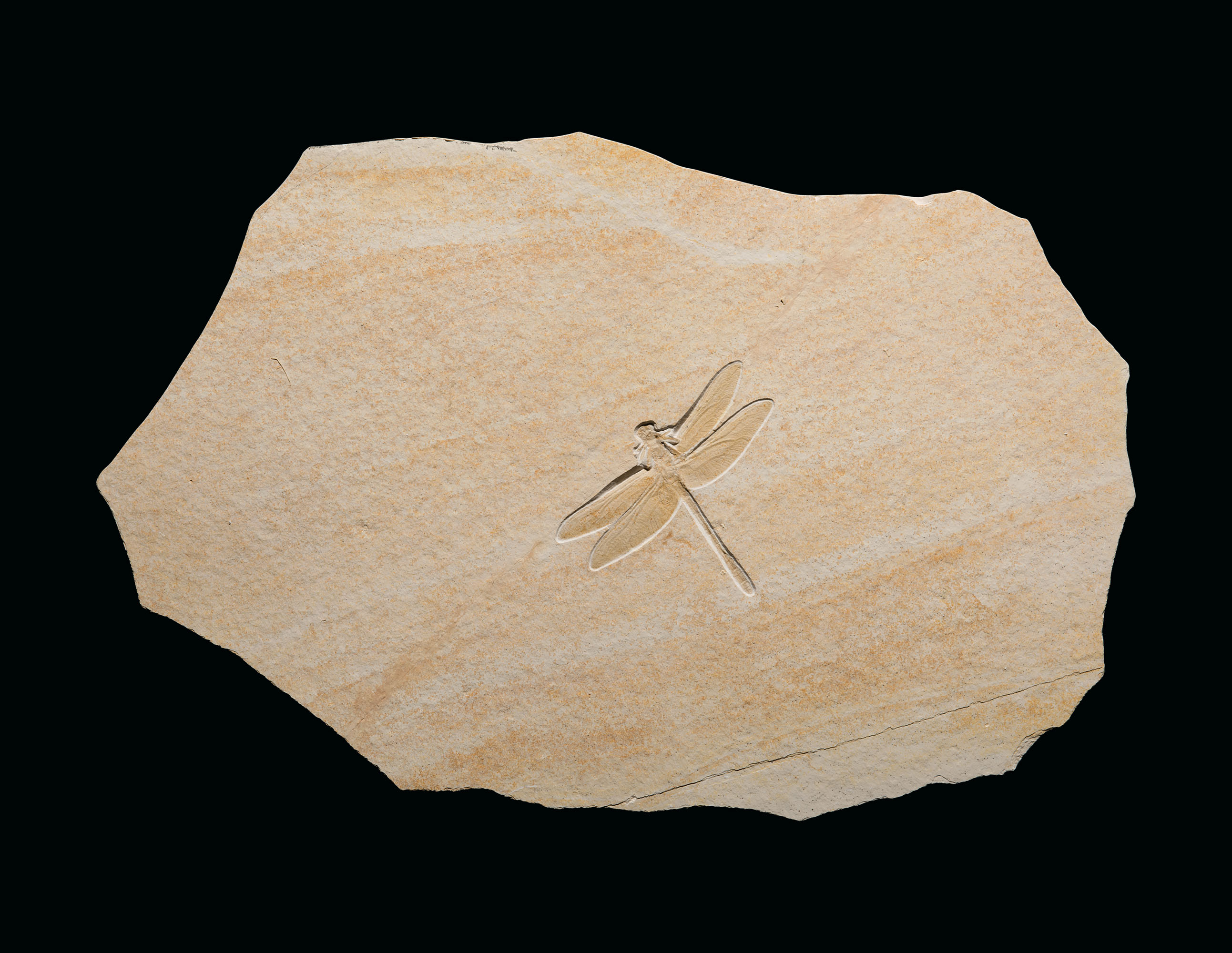 A FOSSIL DRAGONFLY, SOLNHOFEN, GERMANY Christie???s