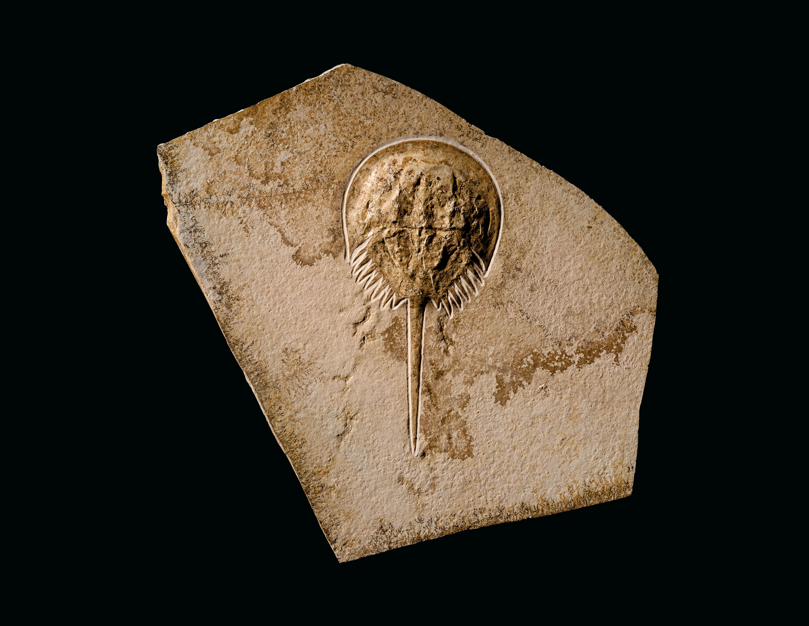 A FOSSIL HORSESHOE CRAB, SOLNHOFEN, GERMANY Christie’s