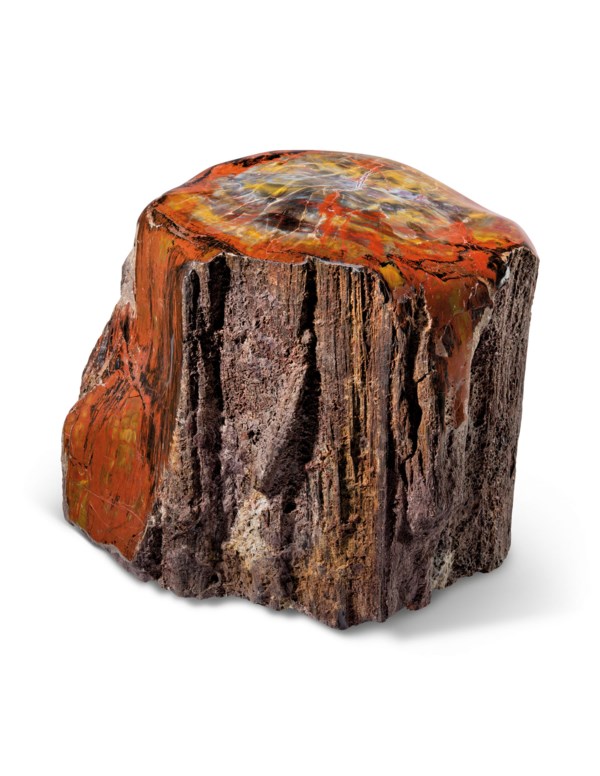 A SPECIMEN OF PETRIFIED WOOD, ARIZONA, USA | Christie&rsquo;s