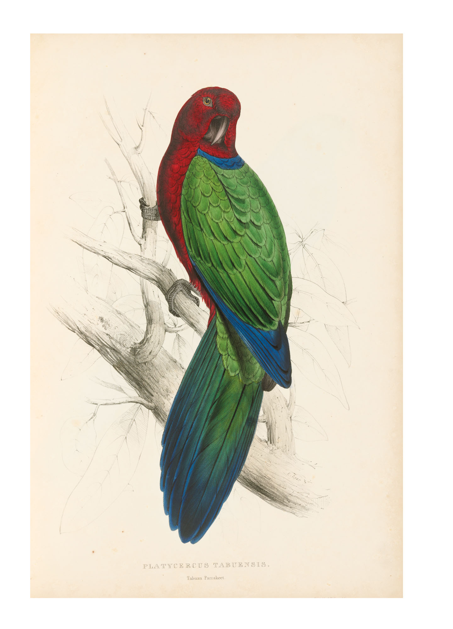 Edward Lear (1812-1888), Illustrations of the Family of