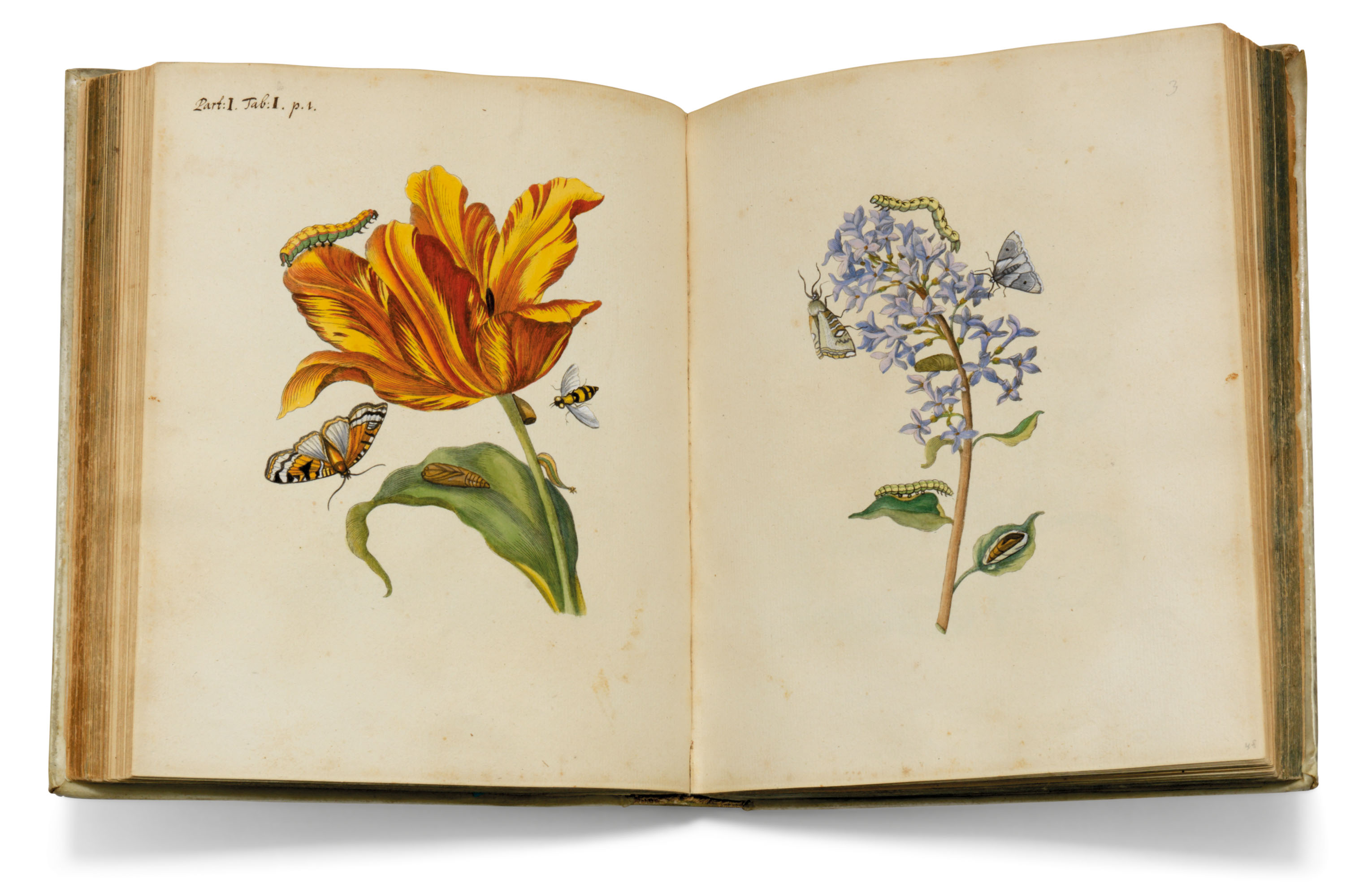 Maria Sibylla Merian 1647 1717