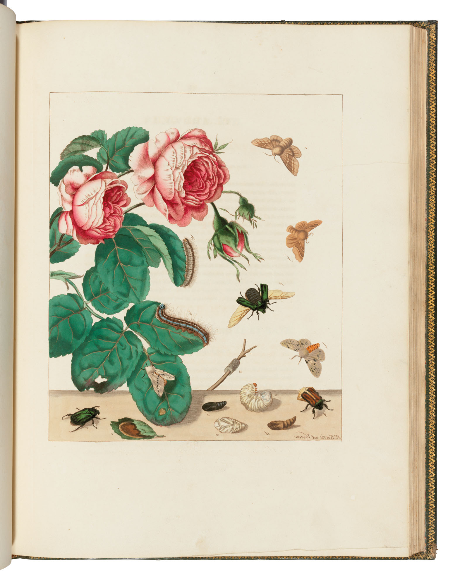 Moses Harris (17301787/89)