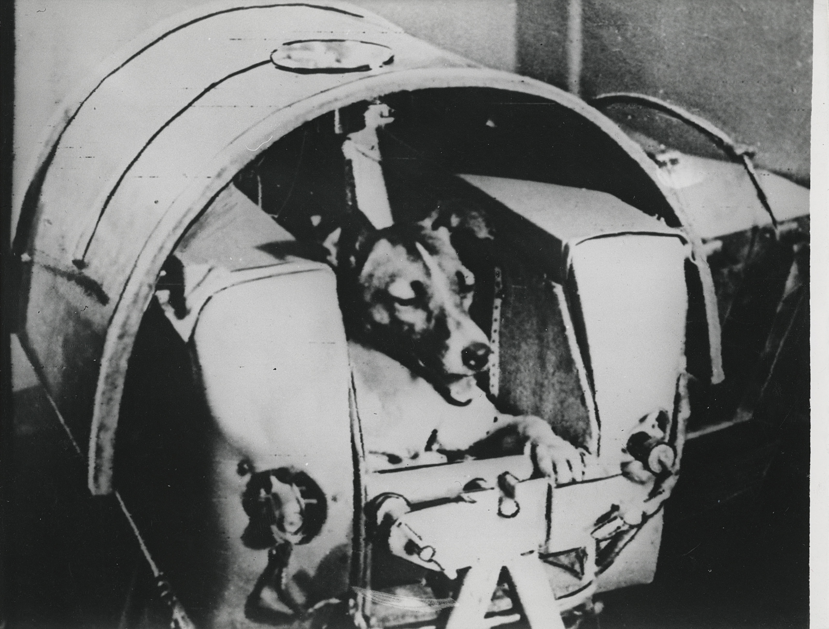 The dog Laika, first animal to orbit the Earth, before launch, November