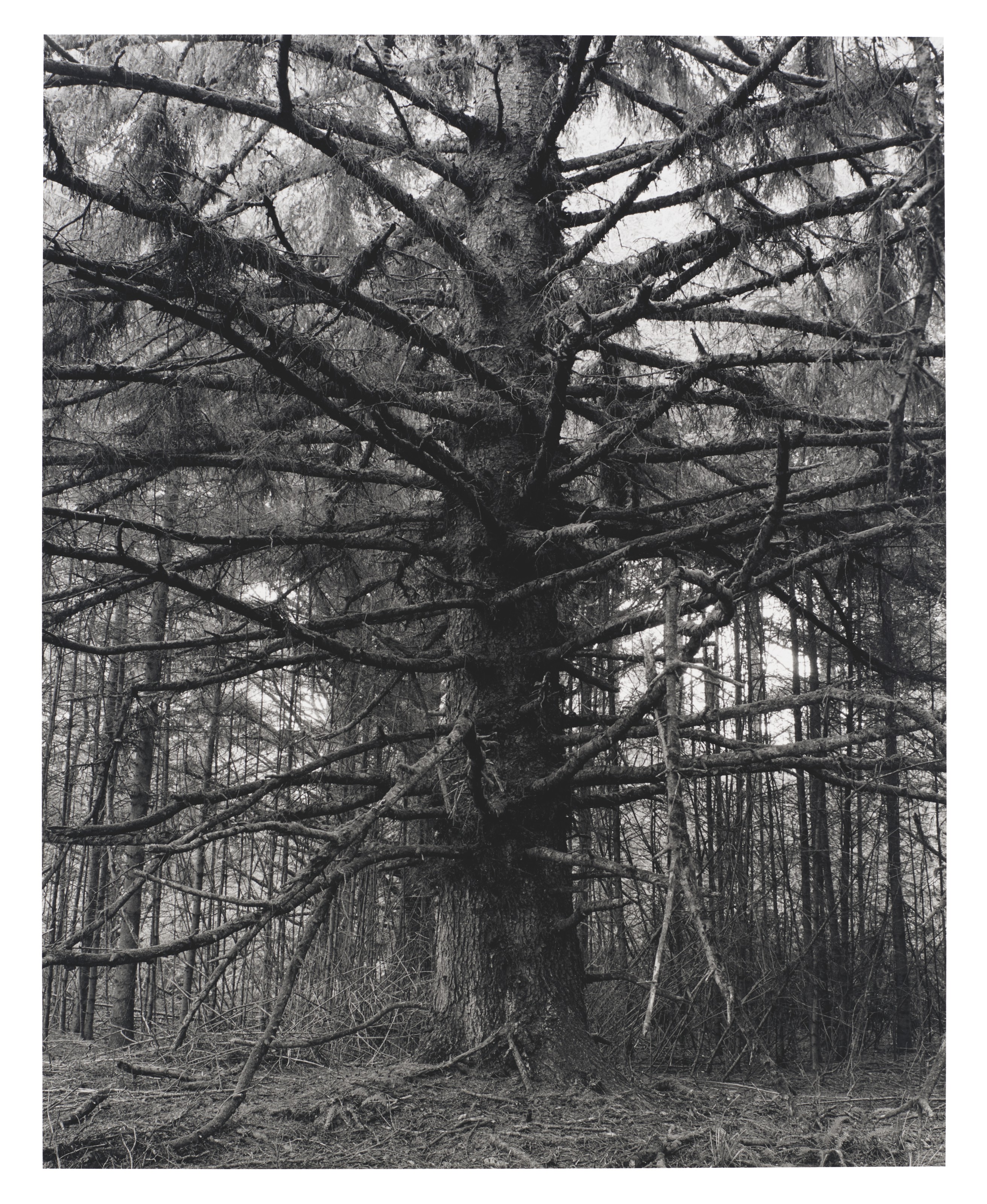 ROBERT ADAMS (B. 1937), Sitka Spruce, Cape Blanco State Park