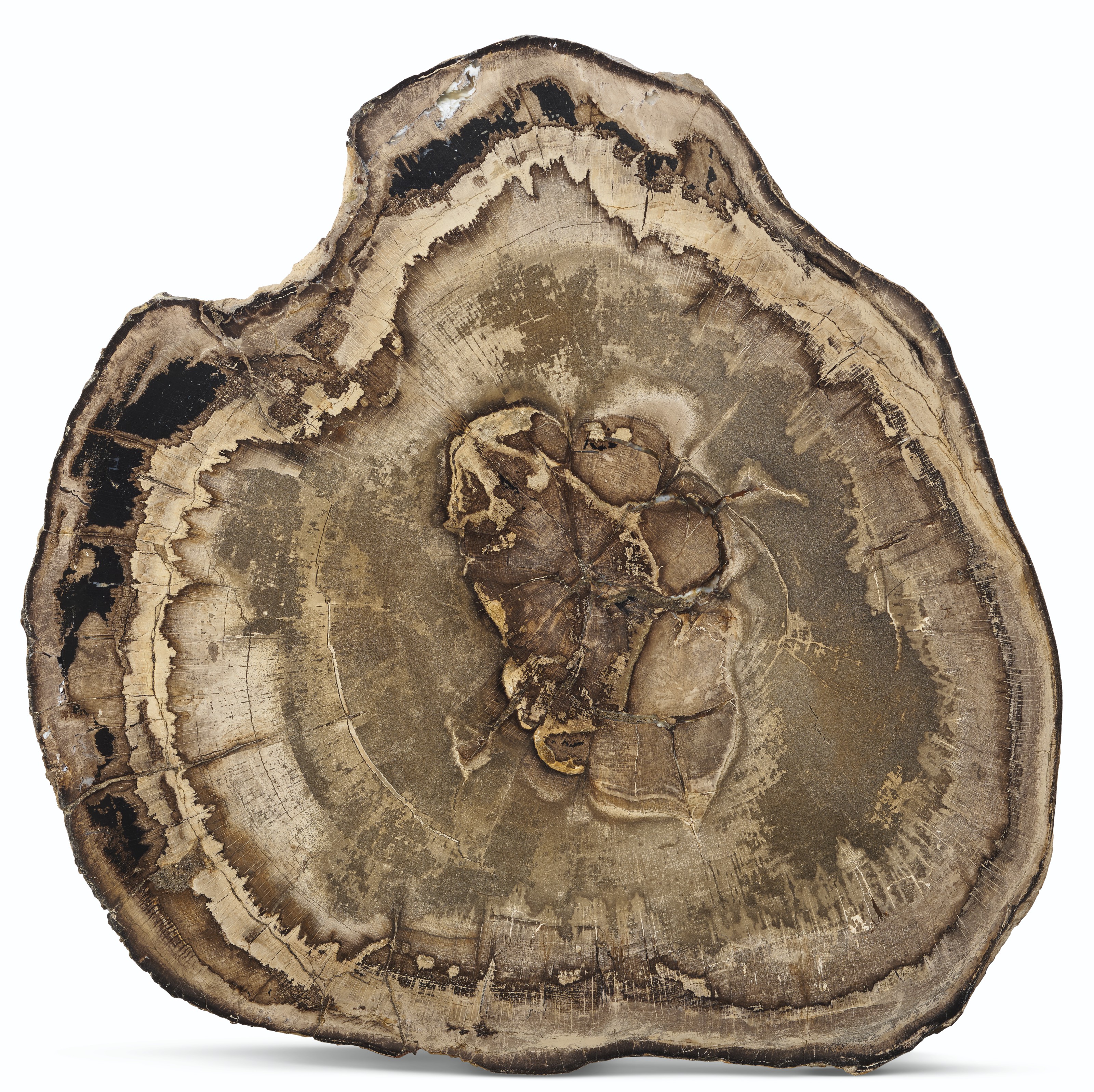 A PETRIFIED WOOD TABLE TOP