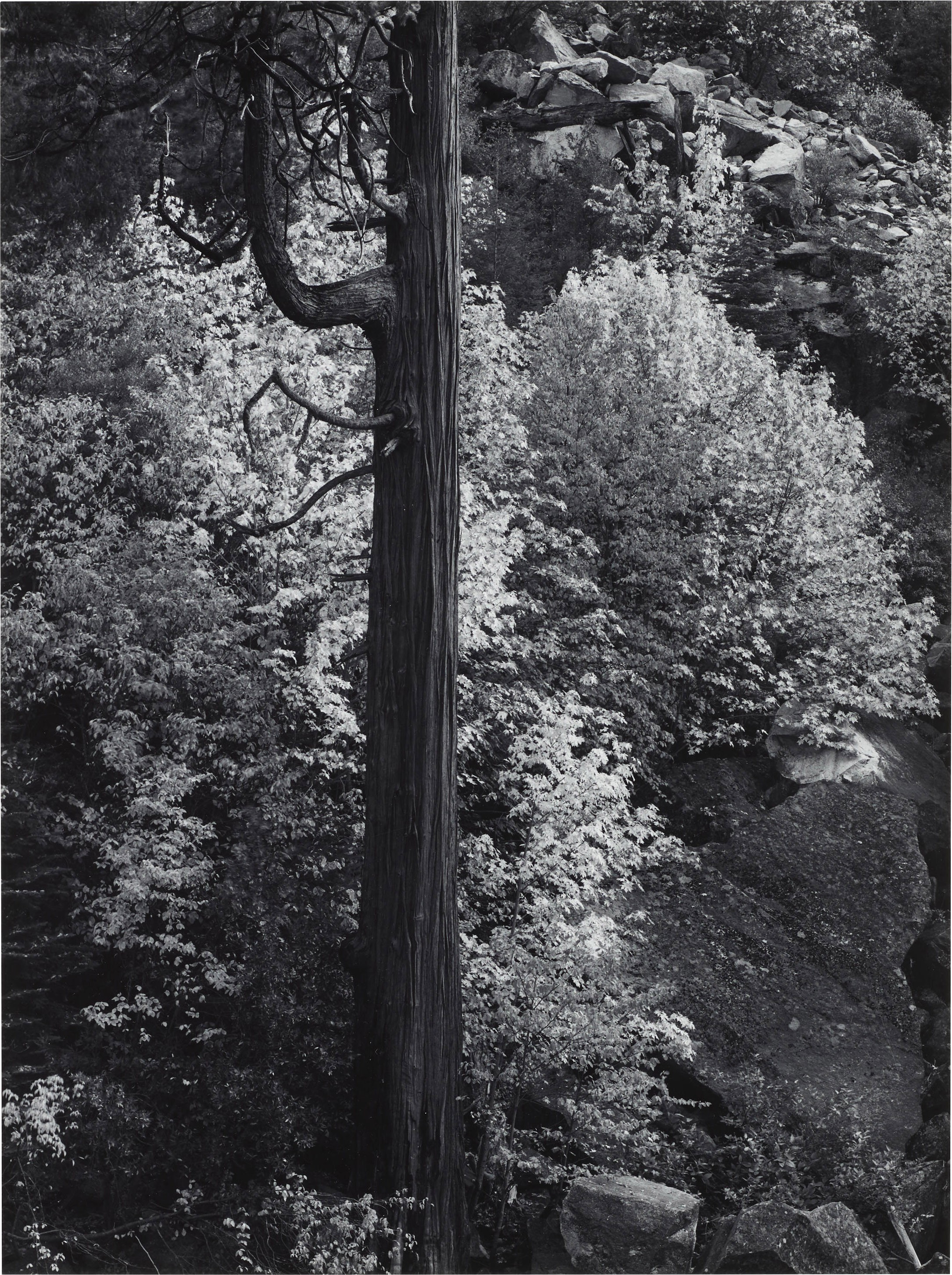 ANSEL ADAMS (1902–1984), Forest, Autumn, Yosemite National Park