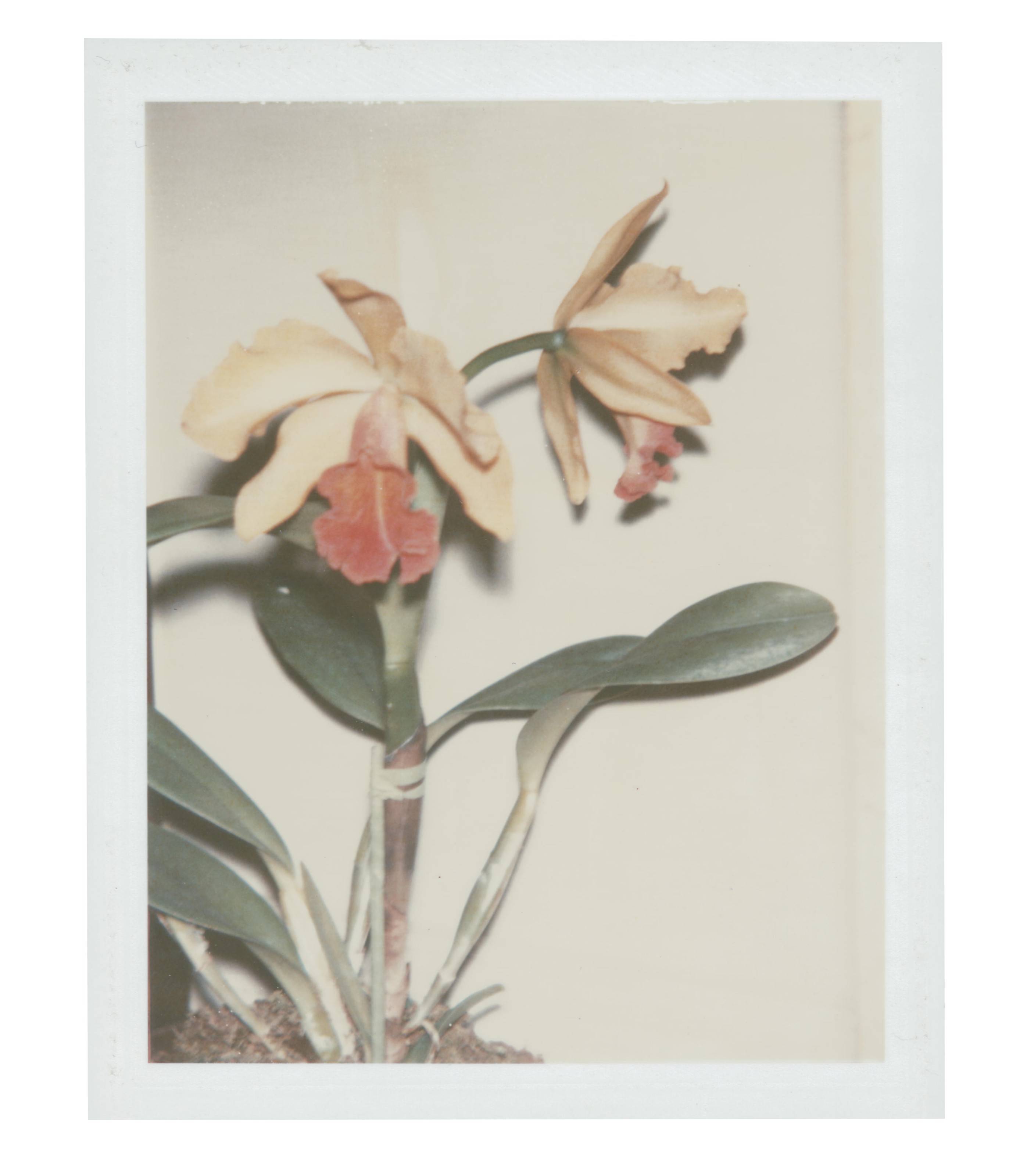 Andy Warhol (1928-1987), Flowers, 1983. Unique polaroid print. 4&frac14; x 3⅜ in (10.8 x 8.6 cm). Estimate: $3,000-5,000. Offered in Andy Warhol: Better Days, 28 April to 6 May 2020, Online. Artwork: &copy; 2020 The Andy Warhol Foundation for the Visual Arts, Inc.