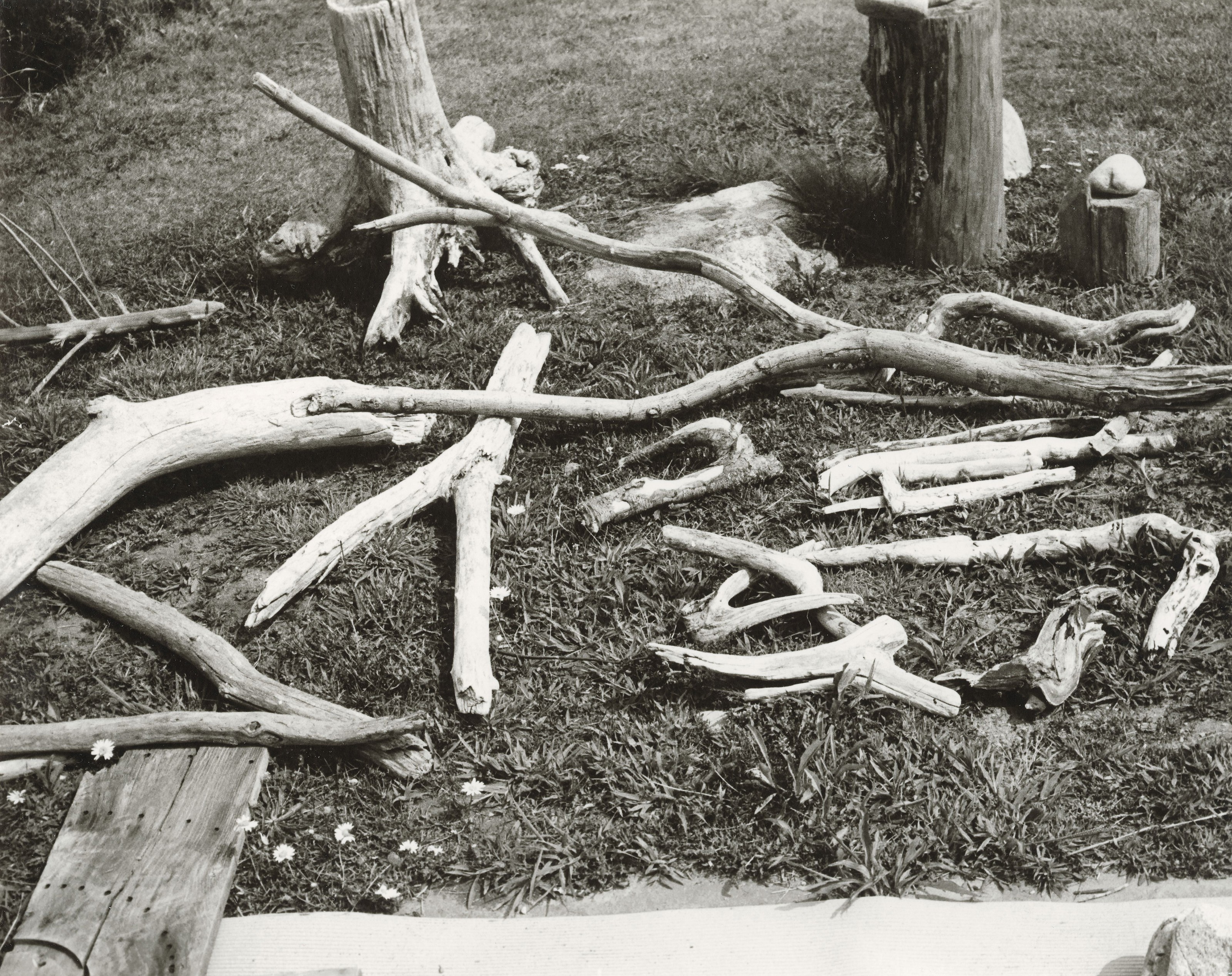 Andy Warhol (1928-1987), Driftwood on Grass, 1983. Unique gelatin silver print. 8 x 10 in (20.3 x 25.4 cm). Estimate: $2,000-3,000. Offered in Andy Warhol: Better Days, 28 April to 6 May 2020, Online. Artwork: &copy; 2020 The Andy Warhol Foundation for the Visual Arts, Inc.