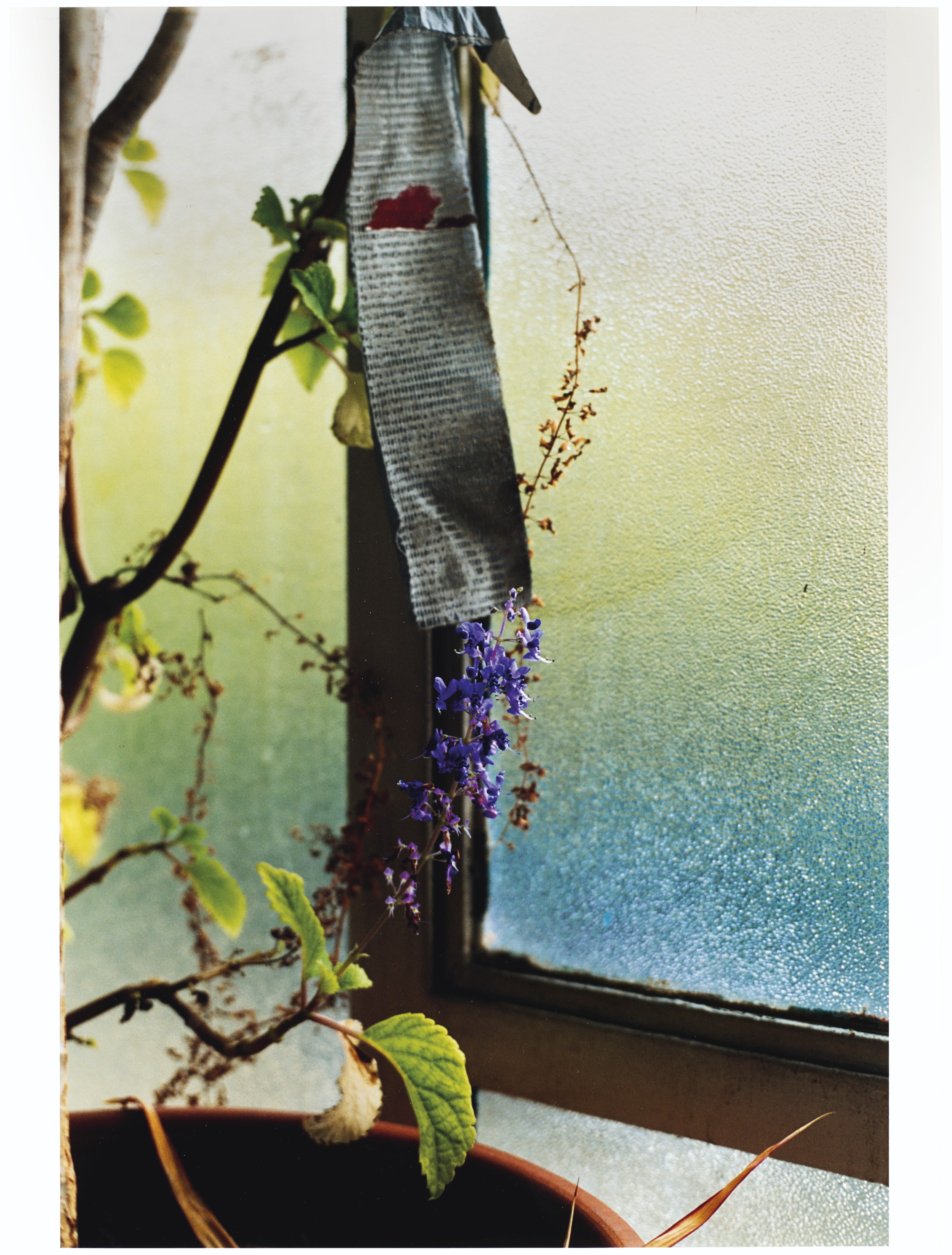 WOLFGANG TILLMANS (B. 1968), Arcadia I, 1996 | Christie's