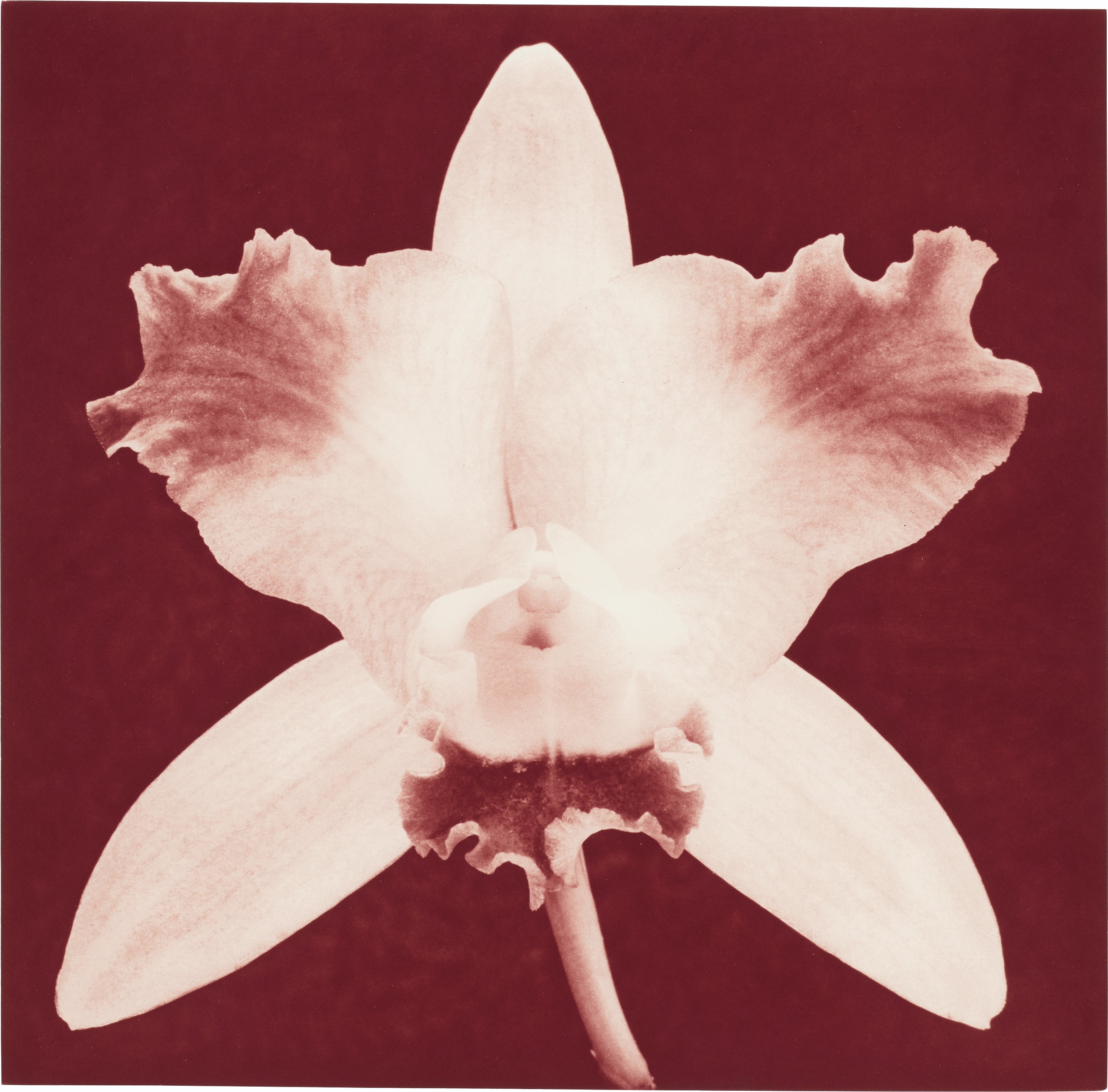 ROBERT MAPPLETHORPE (1946–1989), Orchid, 1987 | Christie's