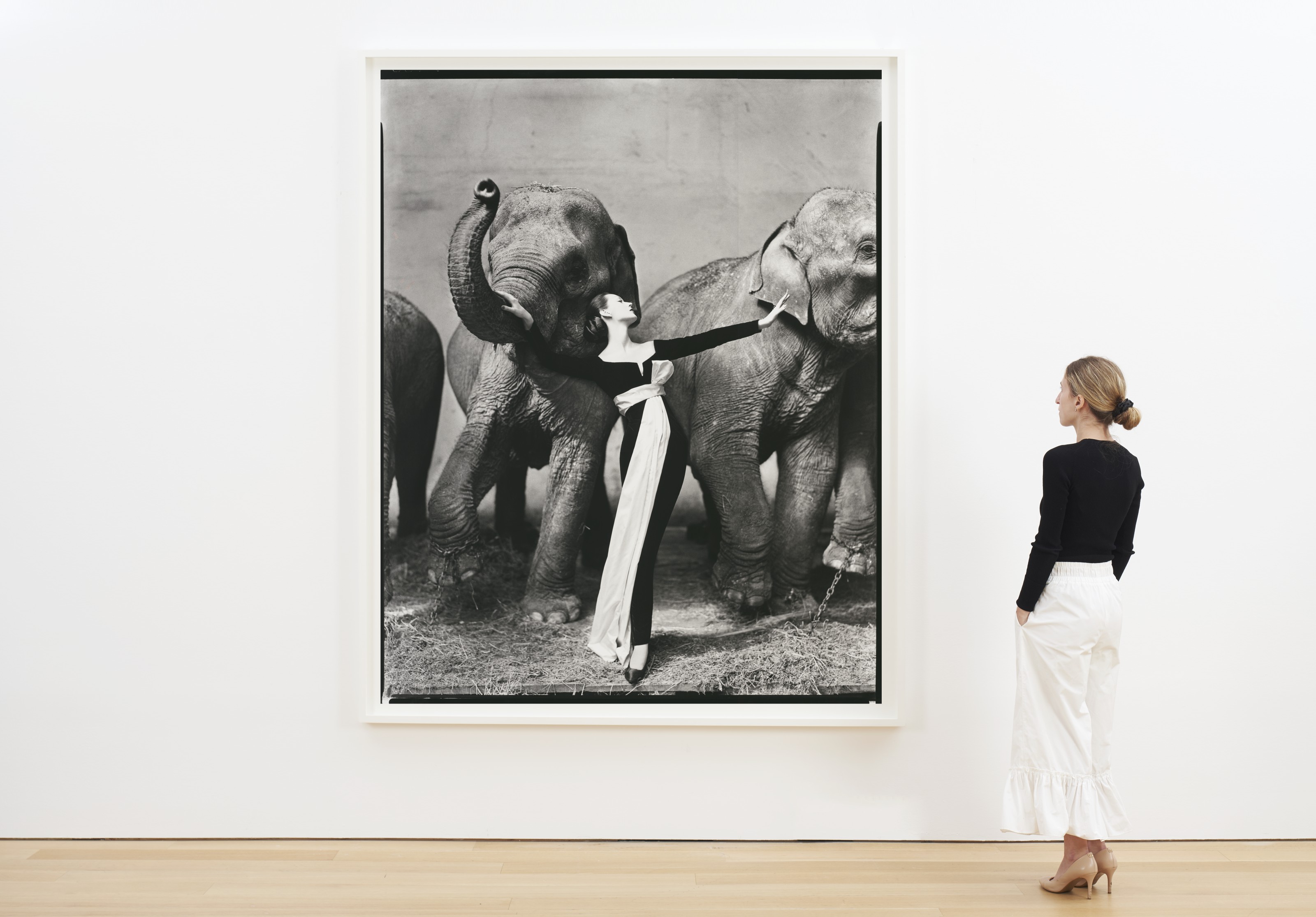 dovima with elephants evening dress by dior Postal 'Dovima with Elephants' - Richard Avedon, 1955 main image 1