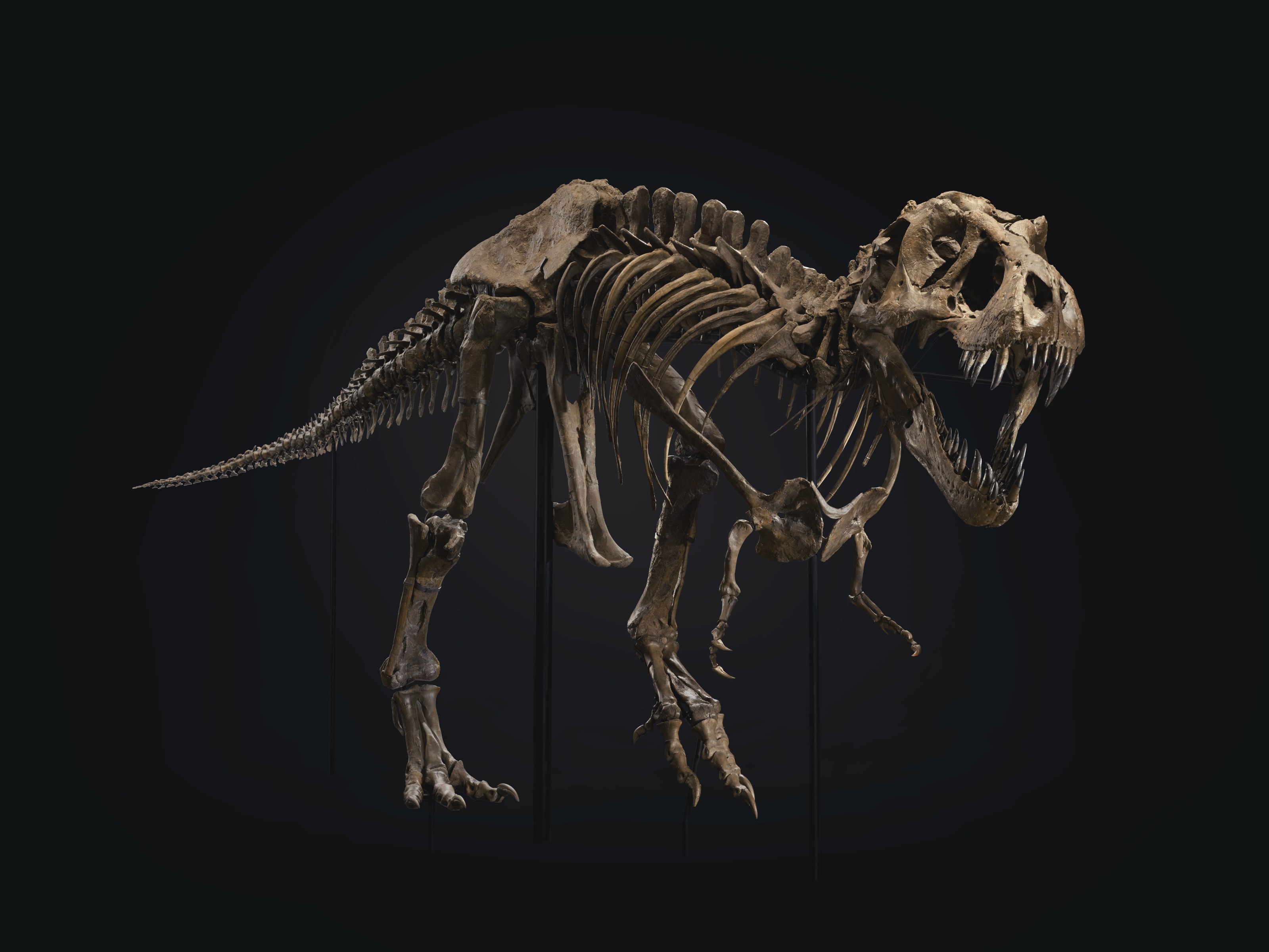 STAN Tyrannosaurus rex. From the Hell Creek Formation, South Dakota, USA, late Cretaceous (approximately 67 million years ago), sold for $31,847,500 on 6 October 2020 at Christie's in New York