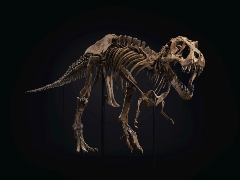 Tyrannosaurus rex, South Dakota, USA. From the Hell Creek Formation, 16 meters below the K-T boundary, Maastrichtian, Late Cretaceous (circa 67 million years ago). Approx. 190 bones surviving and mounted on custom frame with additional cast elements. A separate display for the original skull and teeth. 37 x 13 x 6 ft (1128 x 396 x 183 cm). Estimate $6,000,000-8,000,000. Offered in 20th