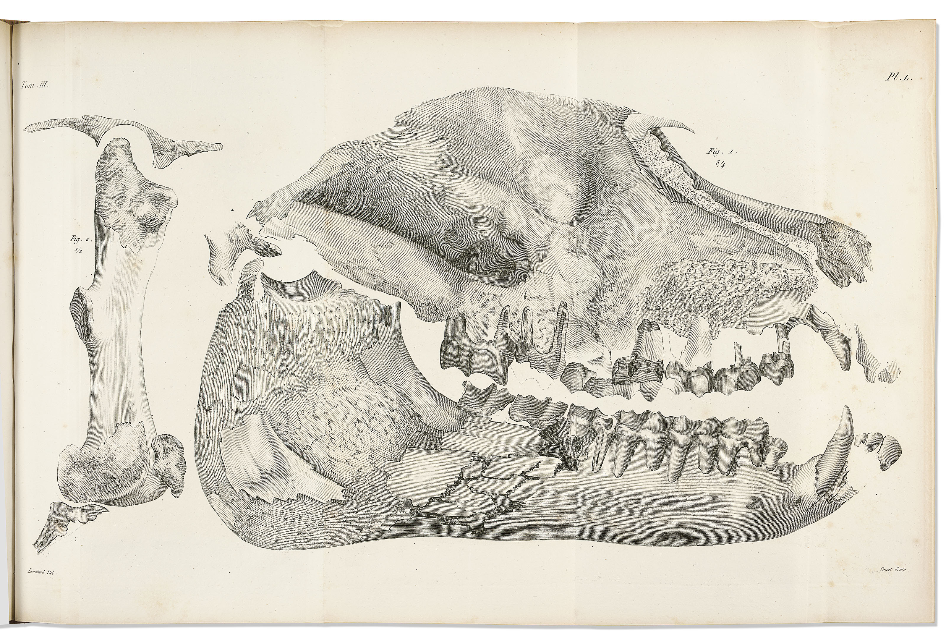 CUVIER, (17691832). Recherches sur les ossemens fossiles, où l