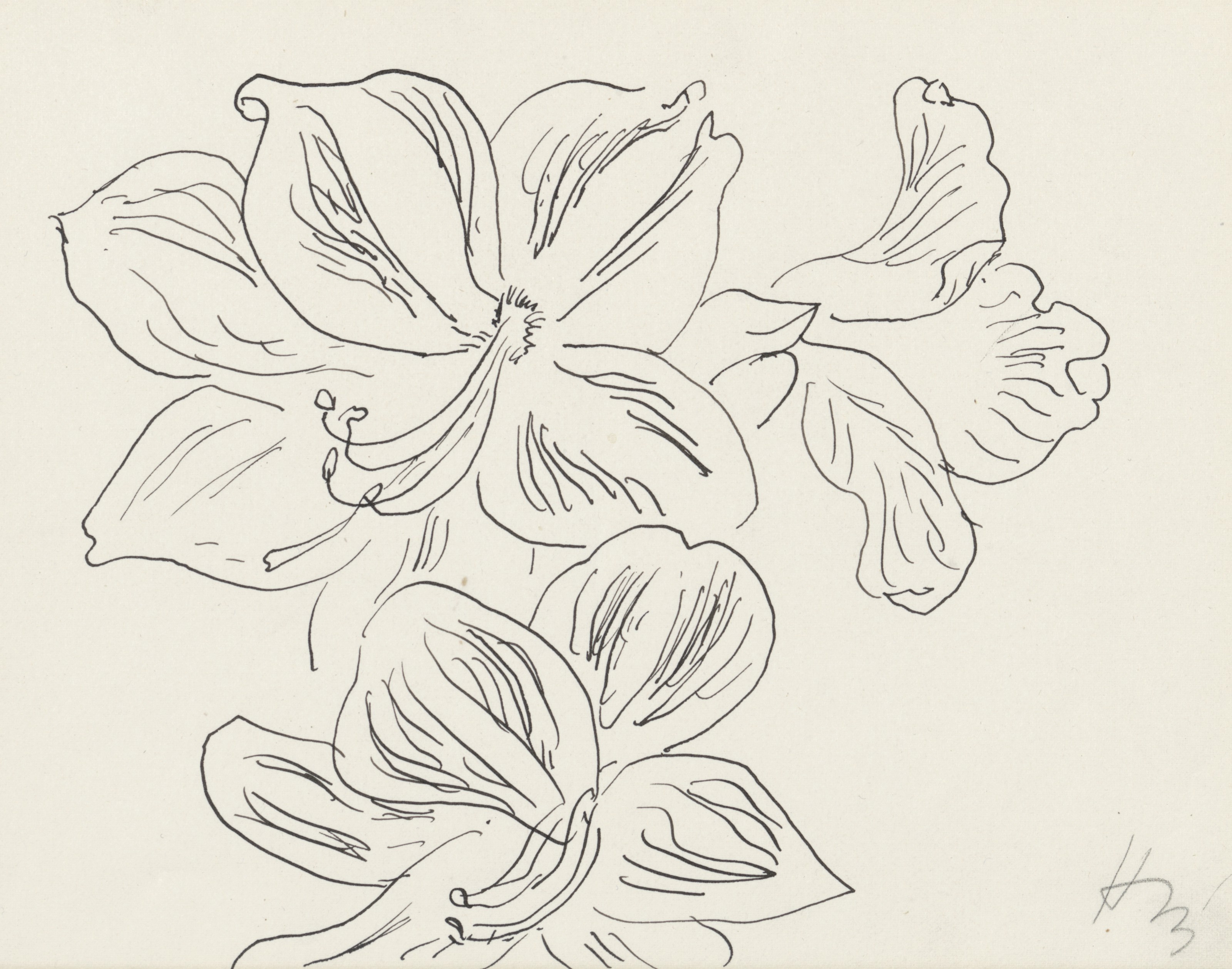 Fleurs d'Amaryllis