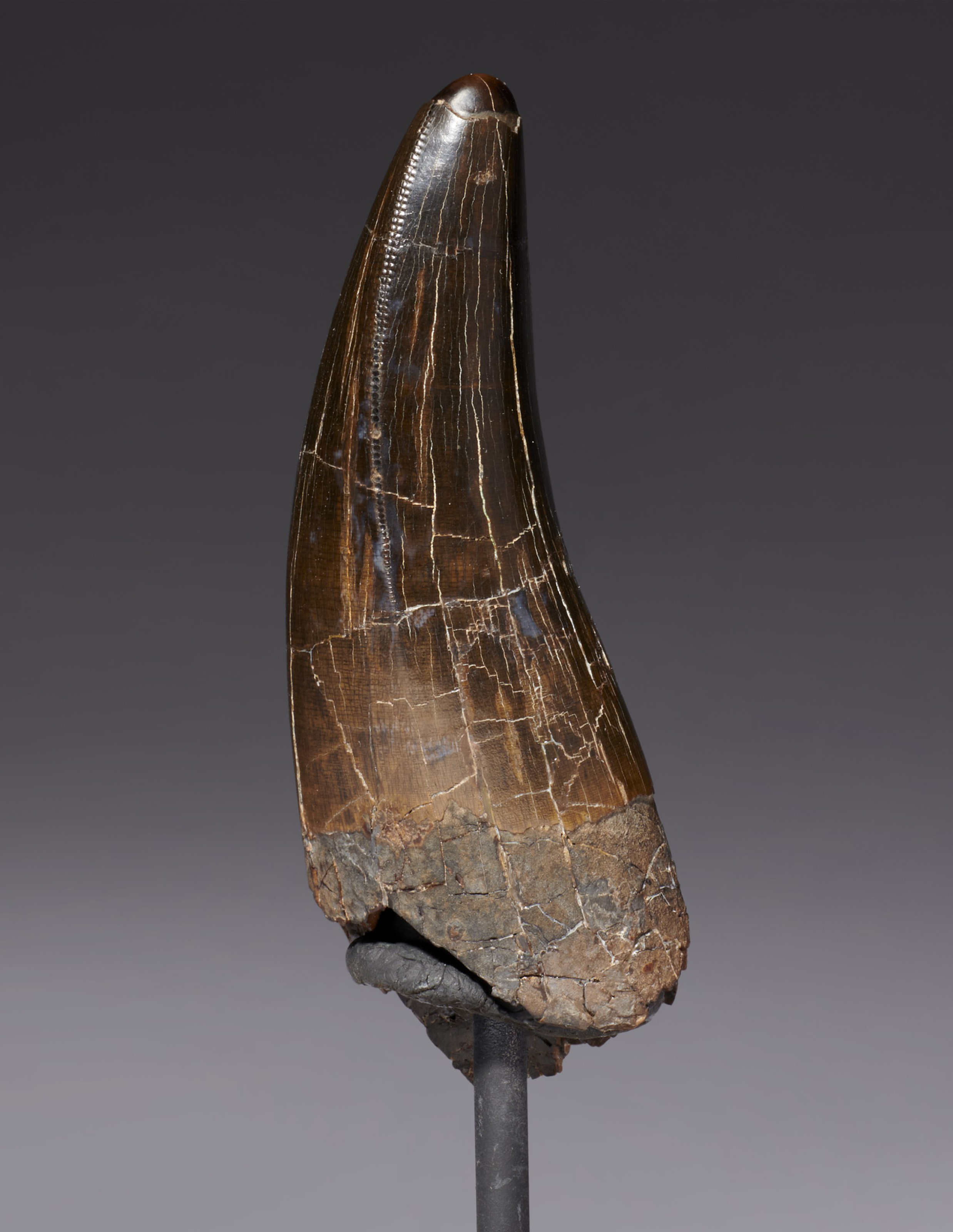 T rex tooth buy cheap