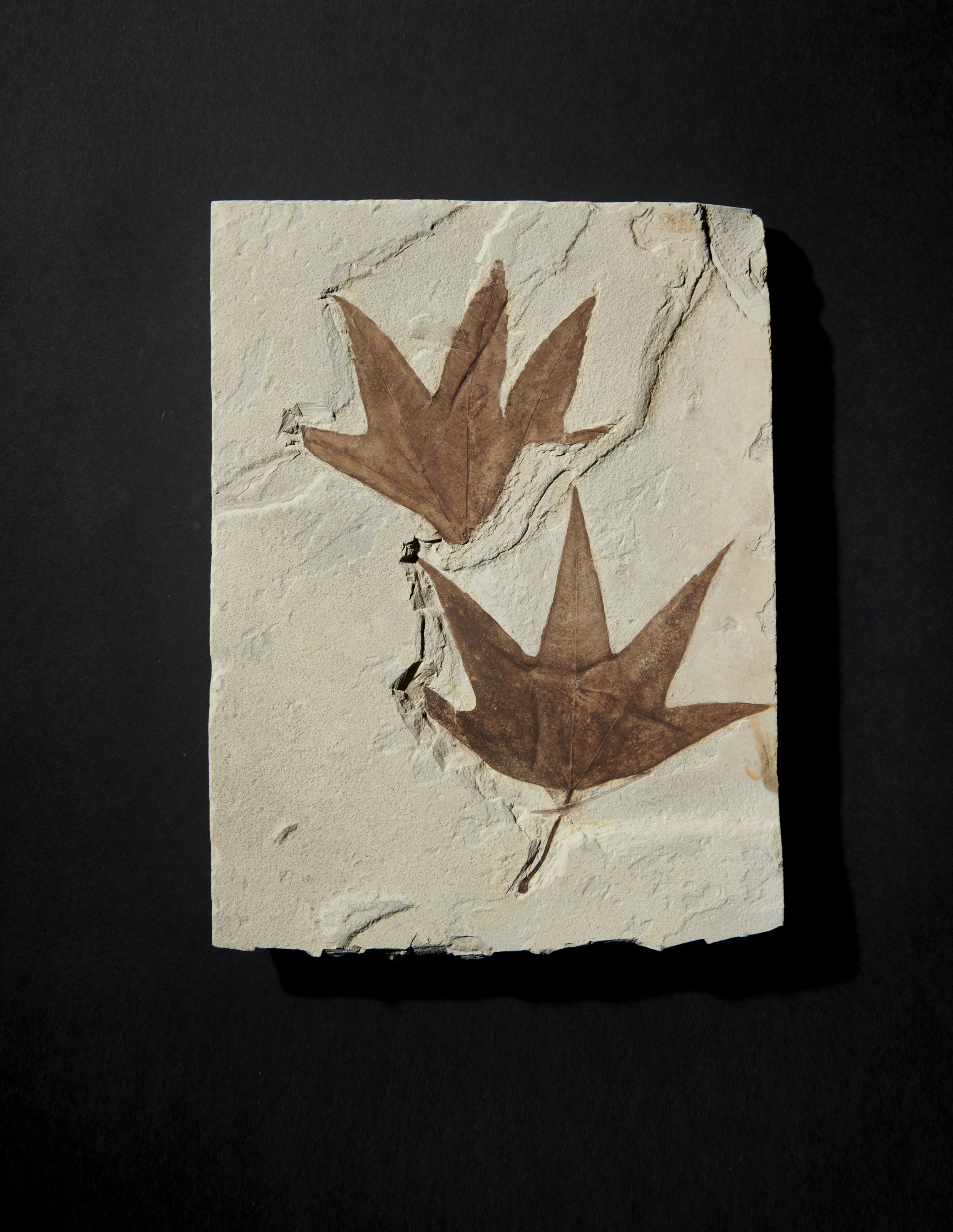 TWO FOSSIL SYCAMORE LEAVES, GREEN RIVER FORMATION, WYOMING, USA