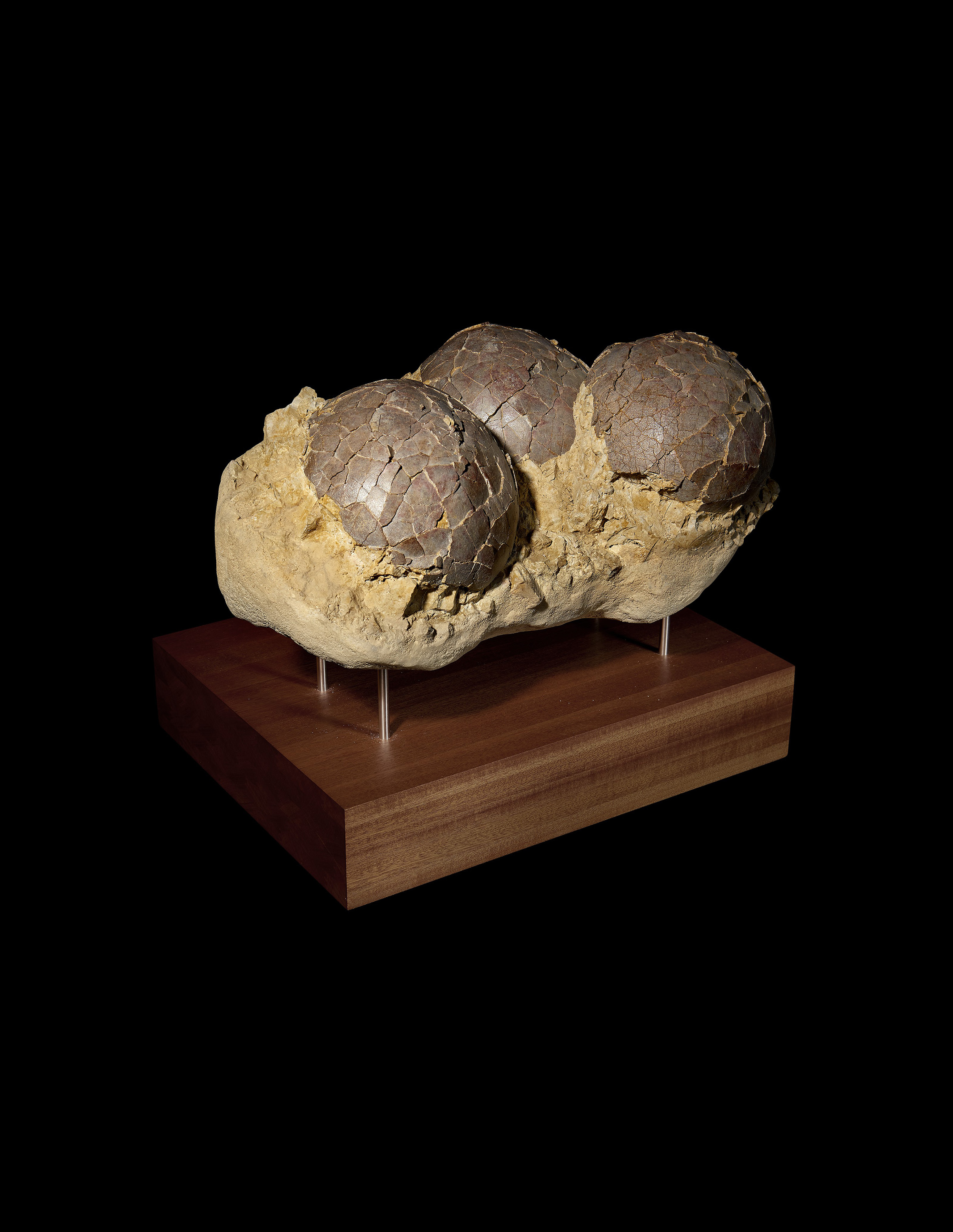Real dinosaur eggs for sale 2025