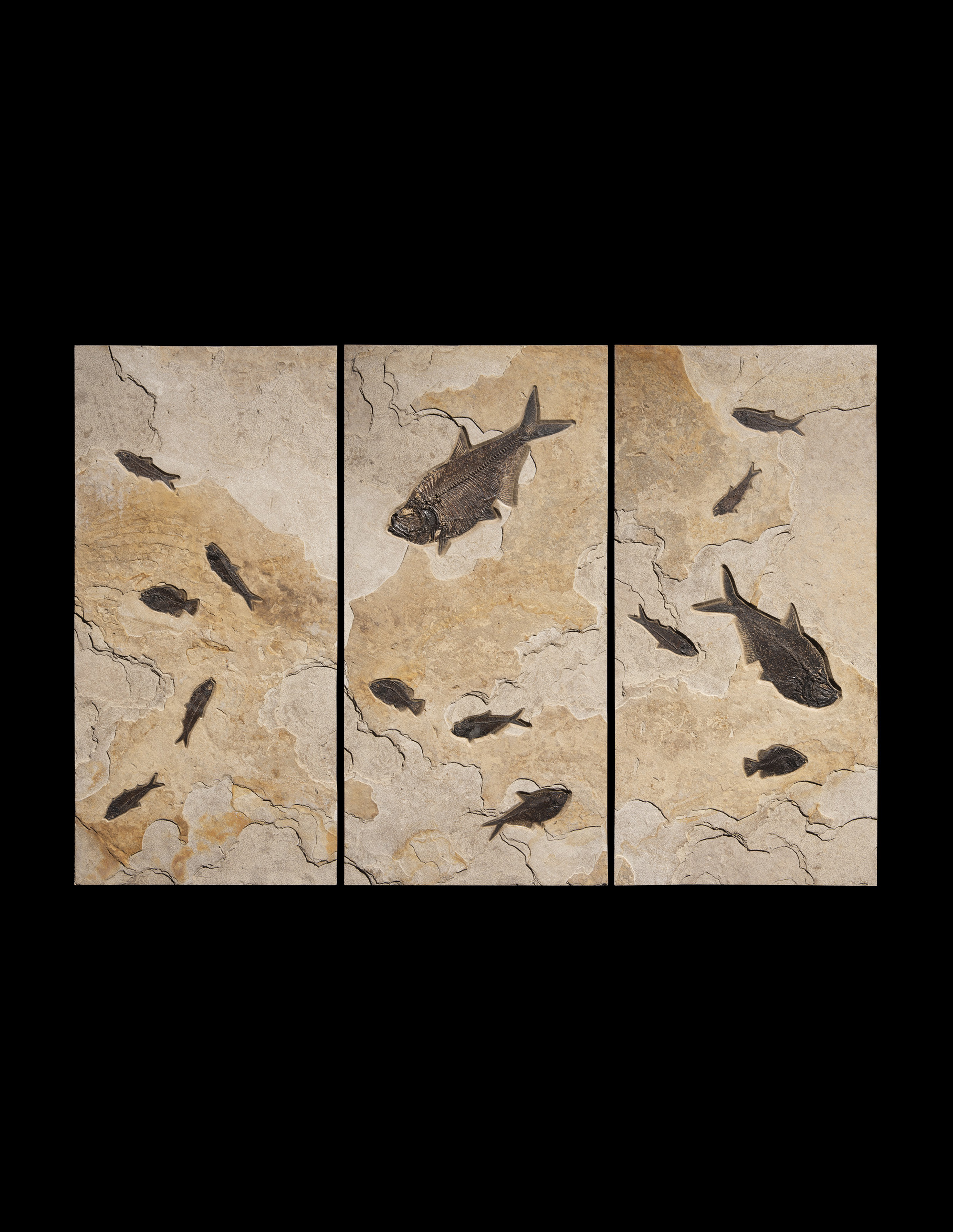 アンティーク　Fossil fish 魚の化石　標本 A LARGE FOSSIL FISH TRIPTYCH, GREEN RIVER FORMATION, WYOMING USA