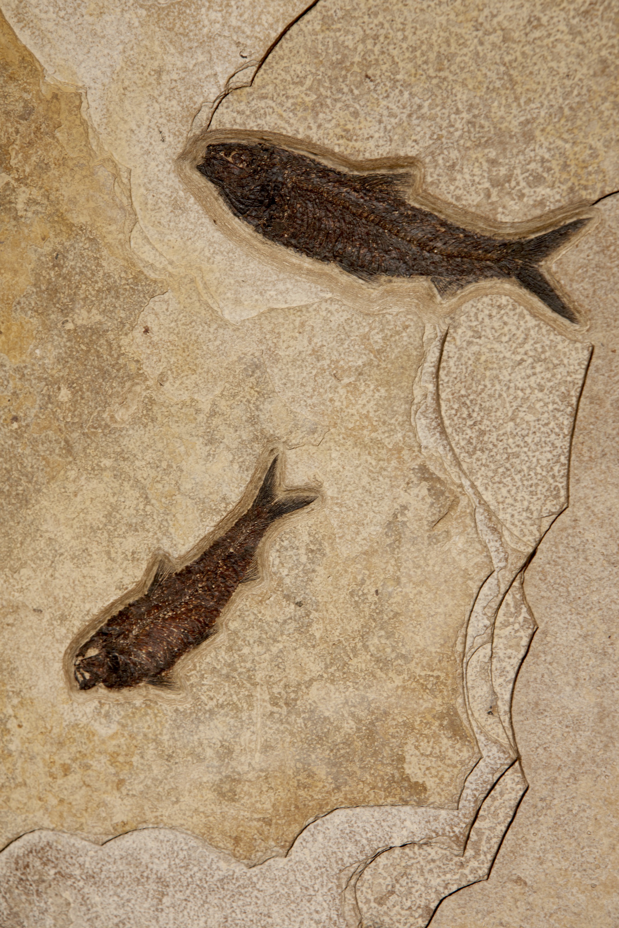 A LARGE FOSSIL FISH TRIPTYCH, GREEN RIVER FORMATION, WYOMING USA
