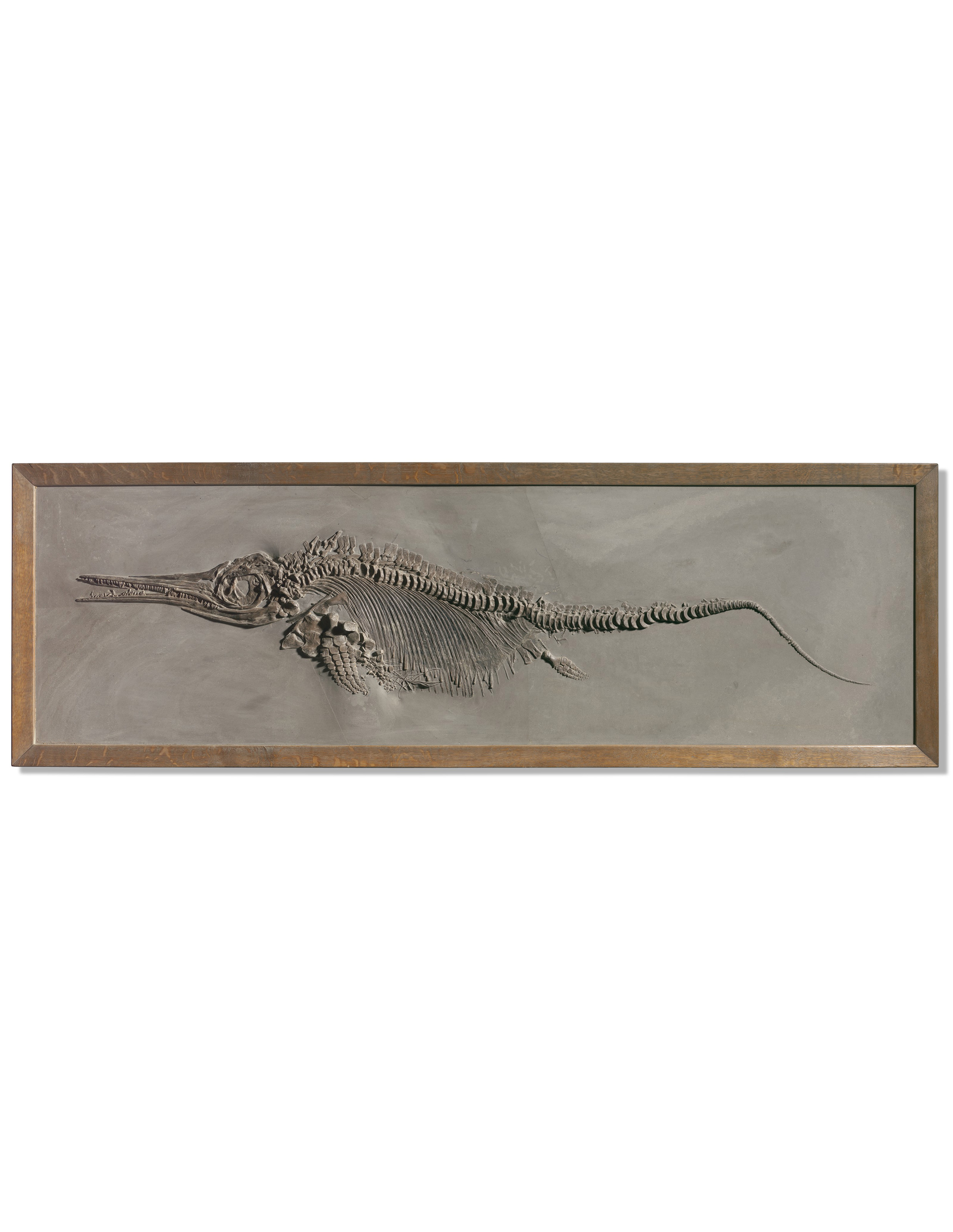 Download An Historic Fossil Ichthyosaur Holzmaden Germany Christie S
