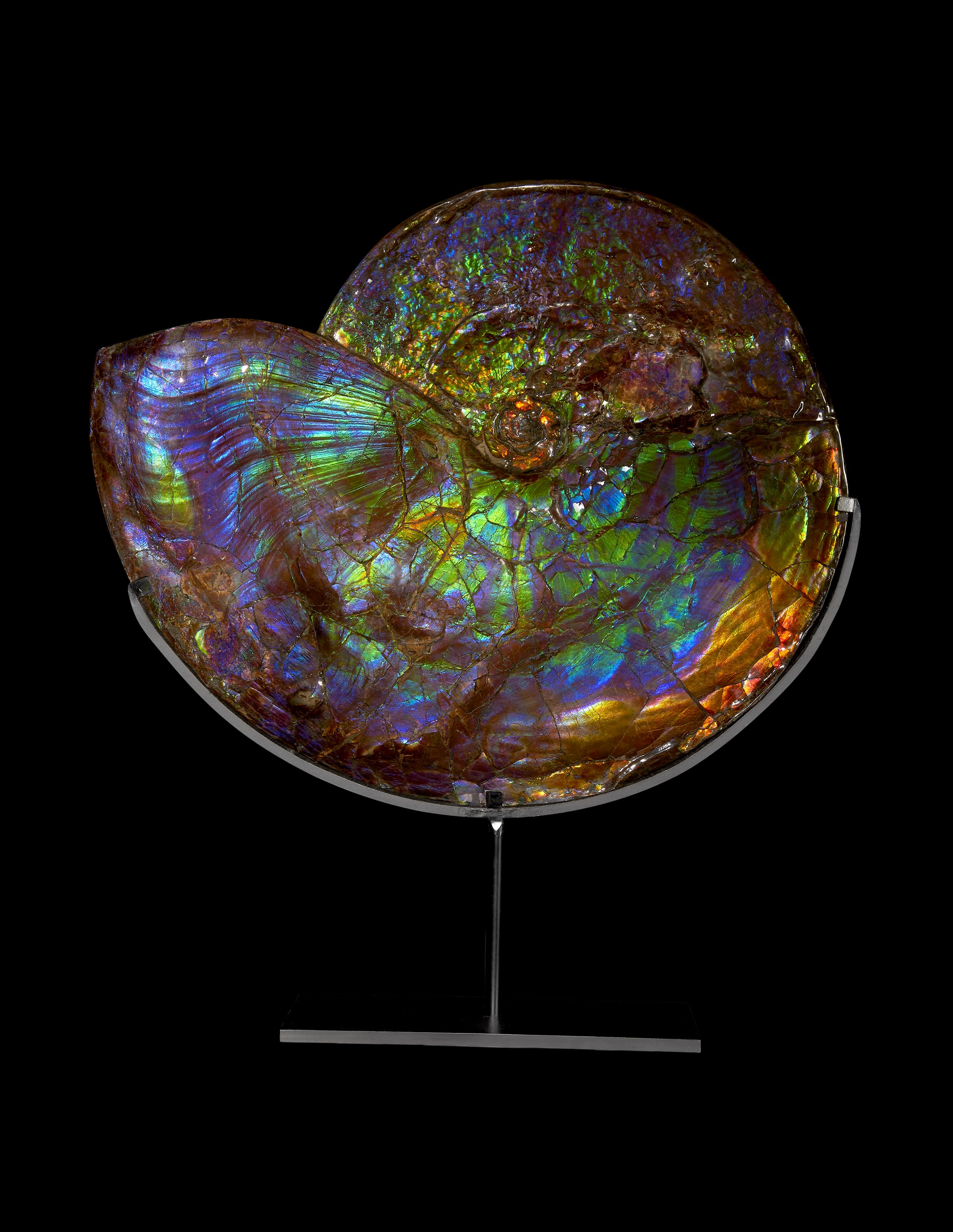 A FOSSIL SEA LILY PLAQUE WITH PYRITE CRSYTALS, HOLZMADEN, GERMANY |  Christie's