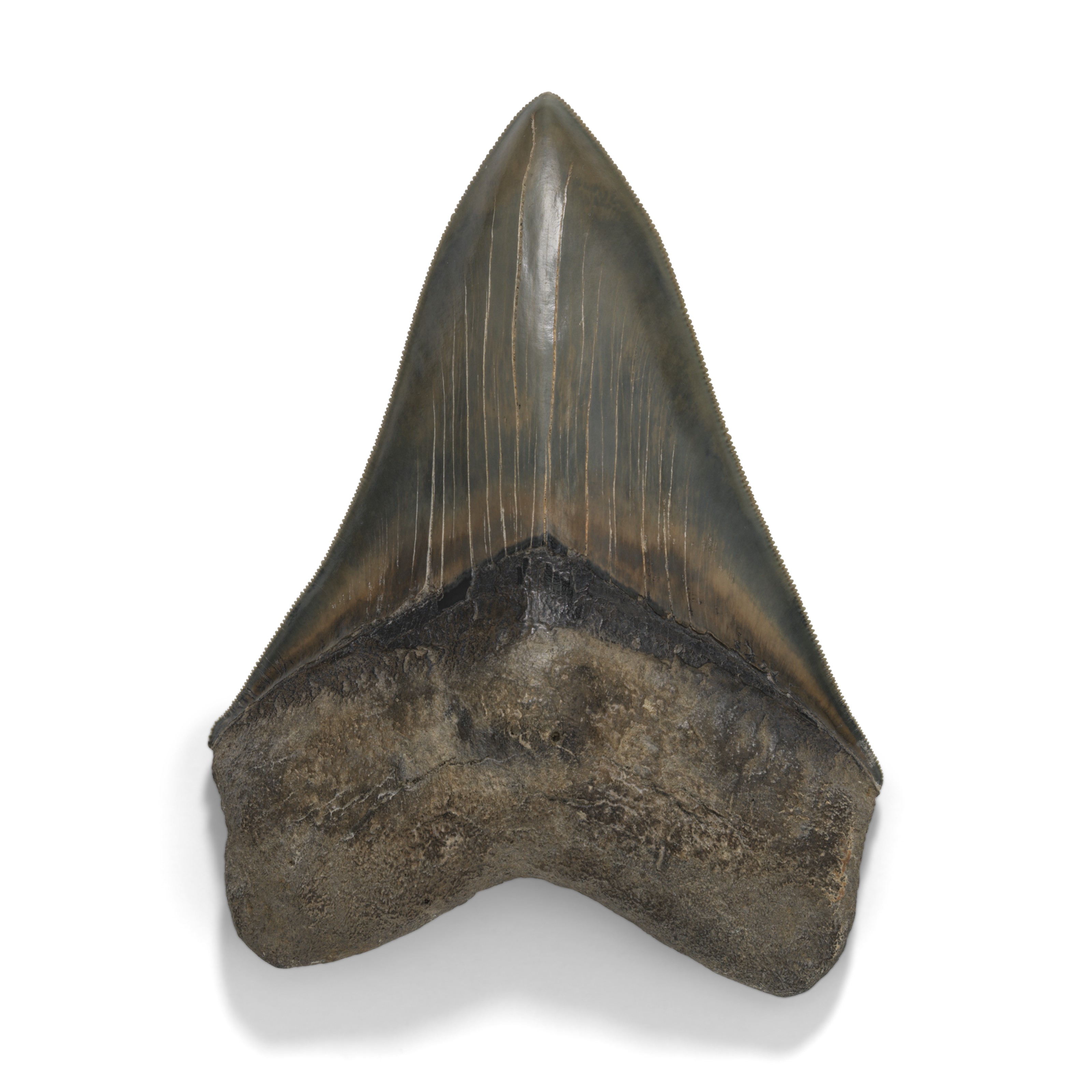 A FINE MEGALODON TOOTH, WEST JAVA, INDONESIA | Christie’s