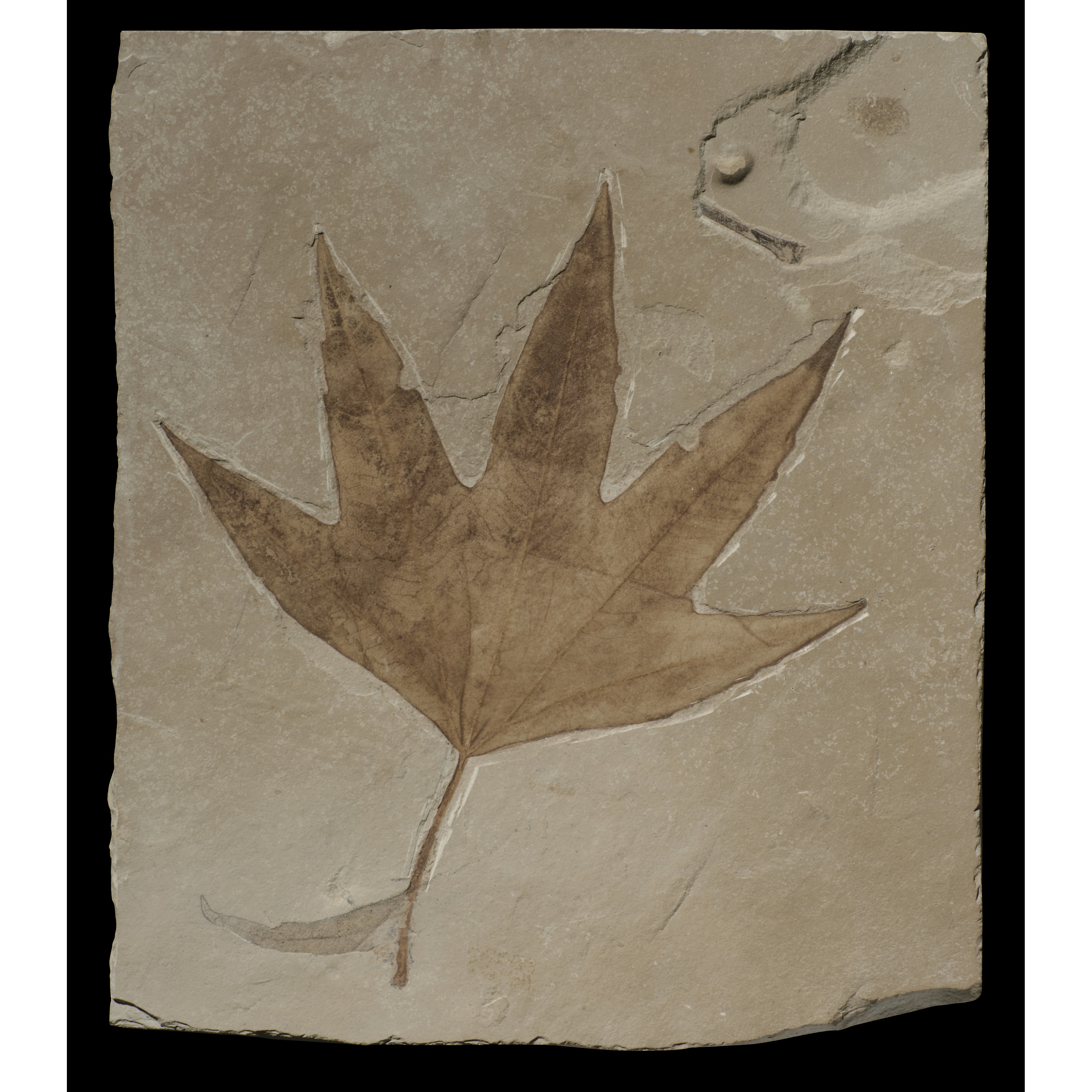FOSSIL SYCAMORE LEAF, GREEN RIVER FORMATION, WYOMING, USA | Christie’s