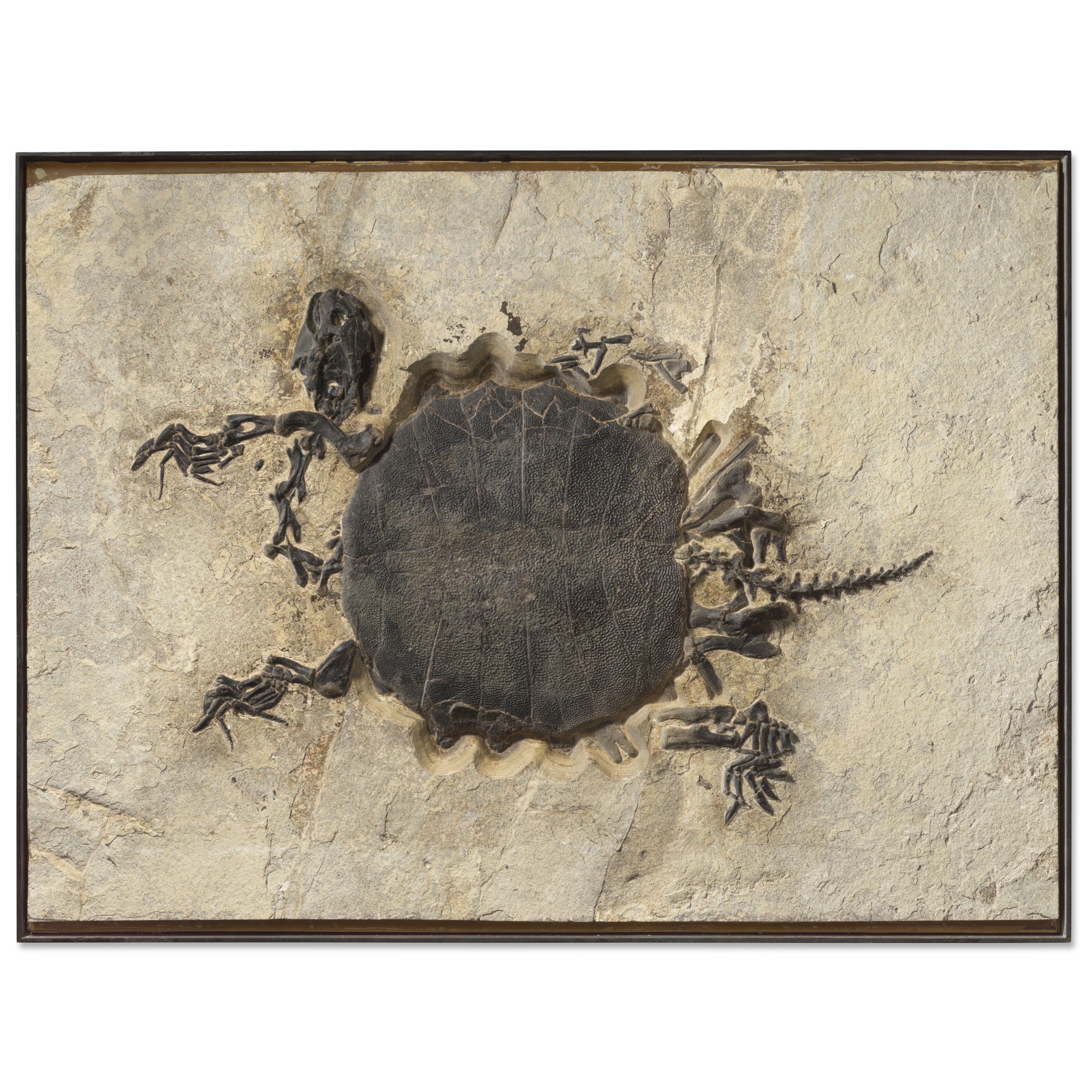 AN EXCEPTIONALLY LARGE FOSSIL TURTLE SPECIMEN, GREEN RIVER