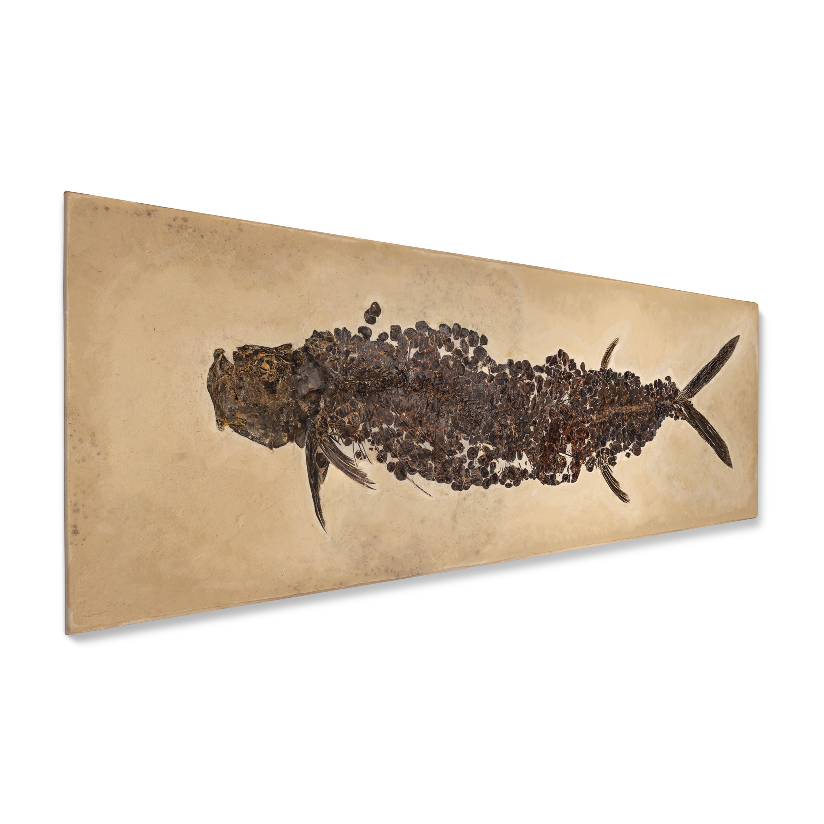 AN ENORMOUS FOSSIL FISH, KANSAS, USA | Christie's