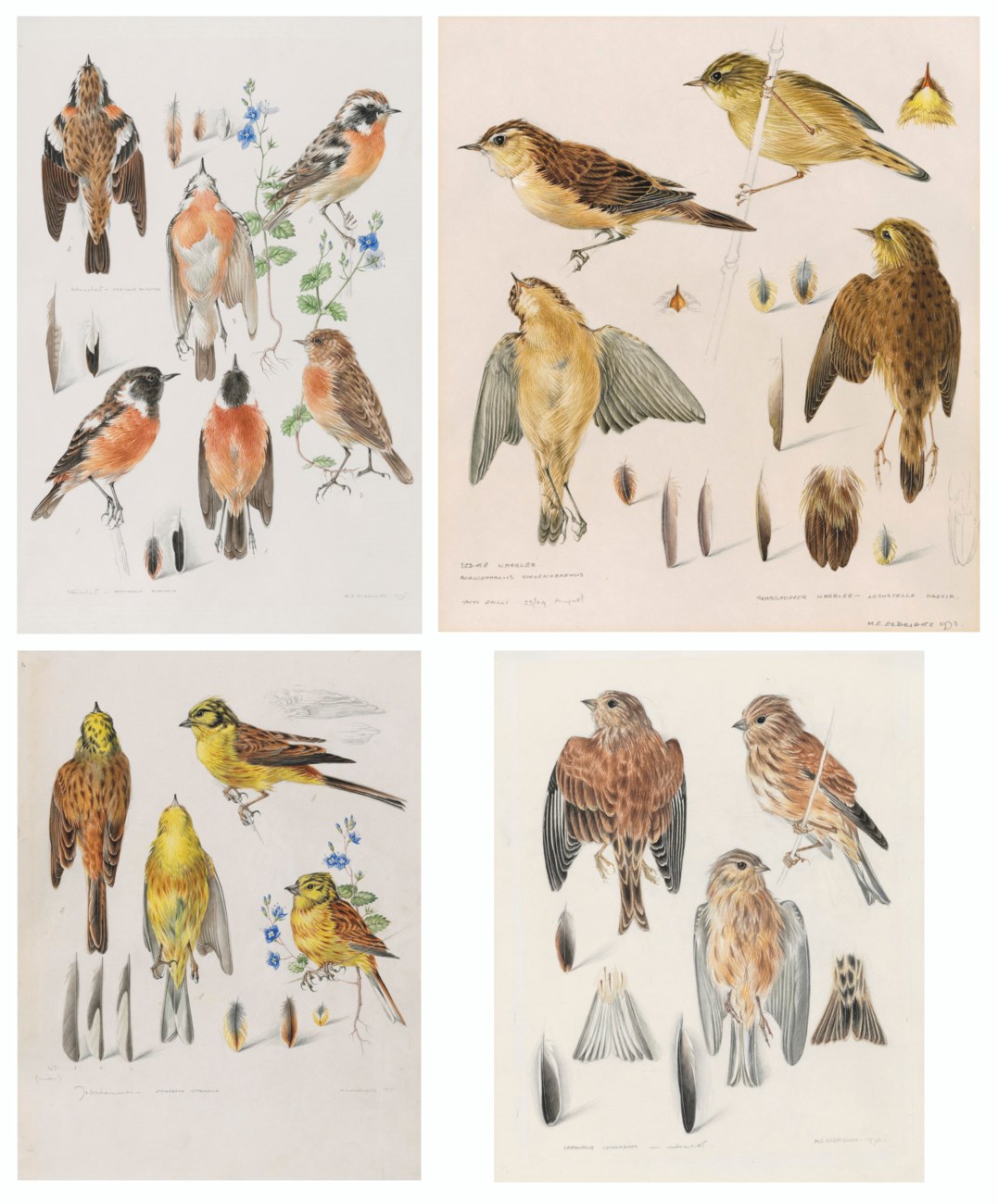 MILDRED E. ELDRIDGE (BRITISH 1909-1991), Four sheets of anatomical ...