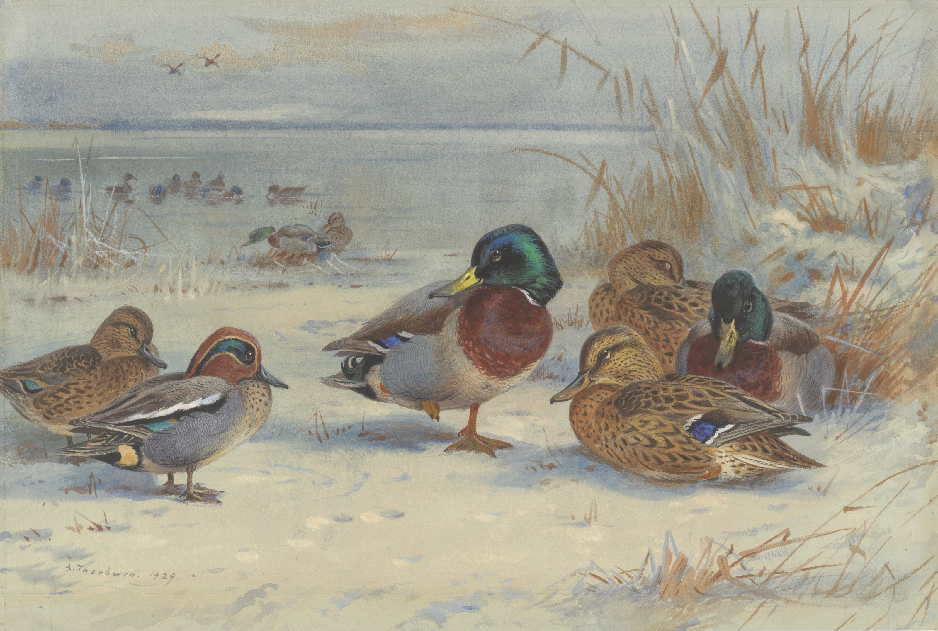 ARCHIBALD THORBURN (BRITISH, 1860-1935), Mallard and teal in the snow |  Christie's, image size:3200x2153