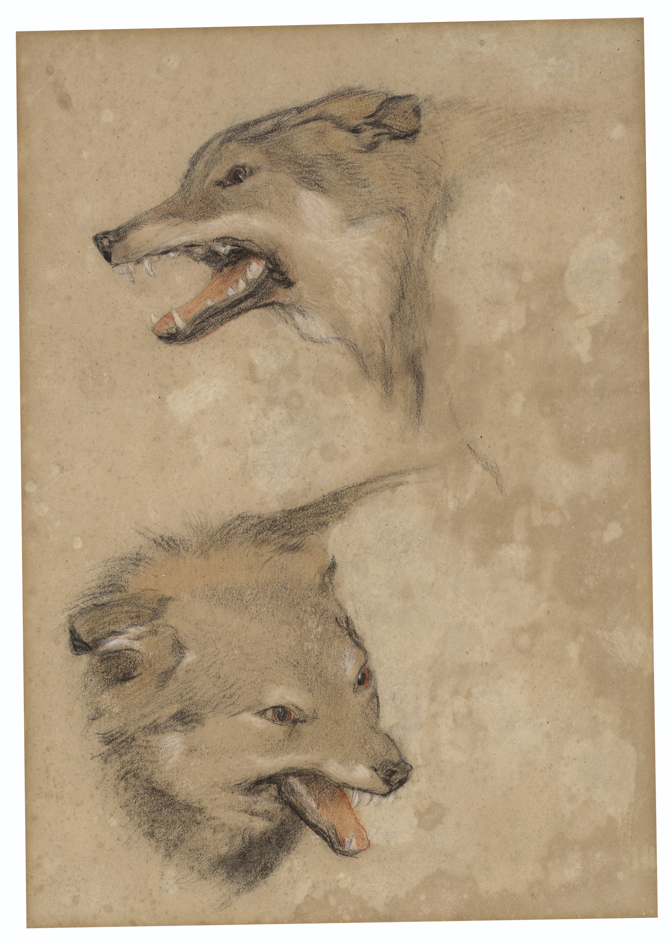 Two studies of the head of a fox