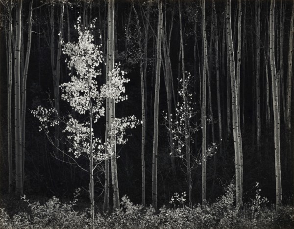 ANSEL ADAMS (1902–1984)