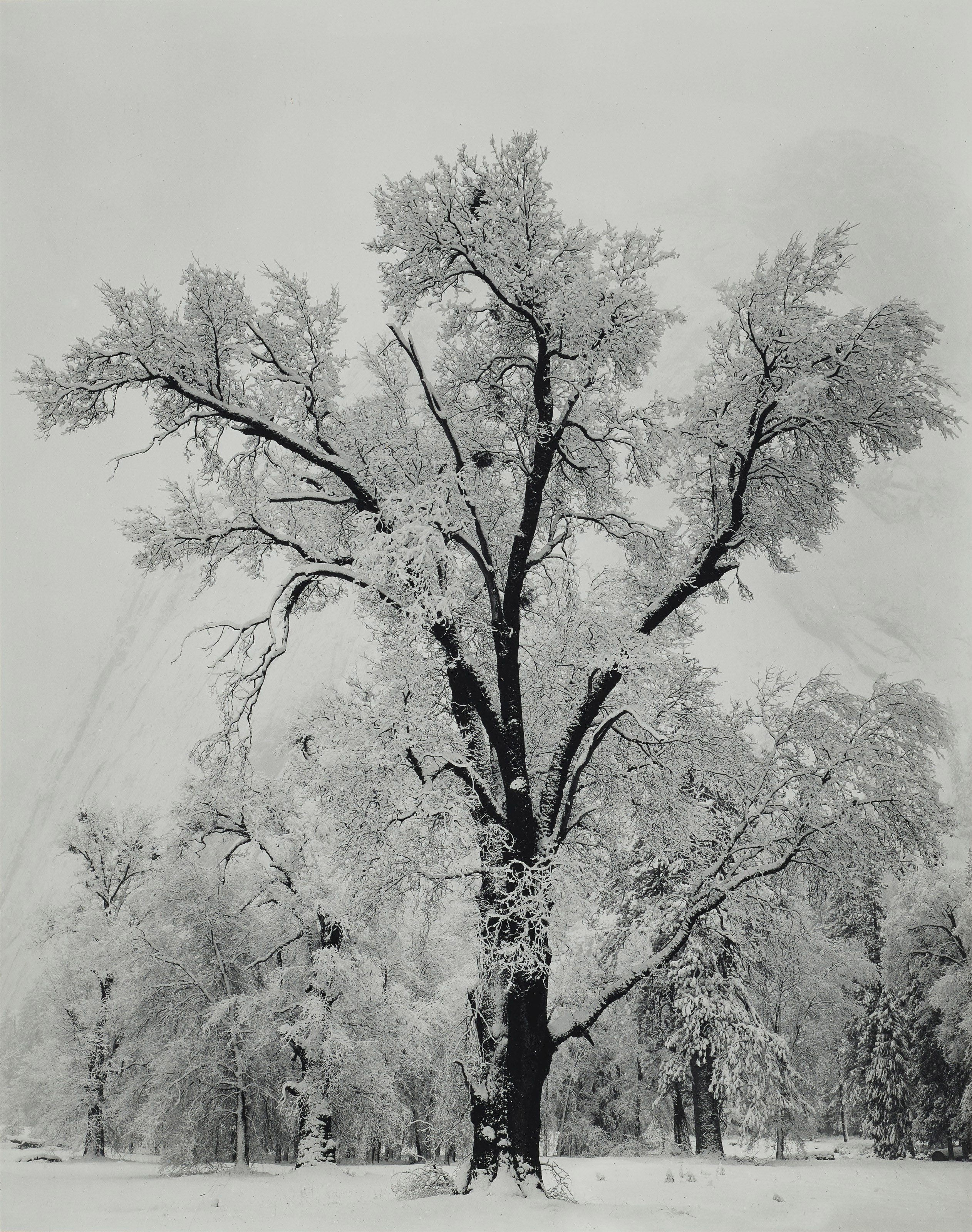 ANSEL ADAMS (1902–1984), Oak Tree, Snowstorm, Yosemite, 1948