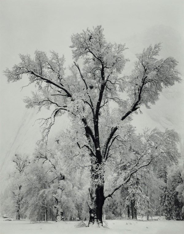 ANSEL ADAMS (1902–1984)