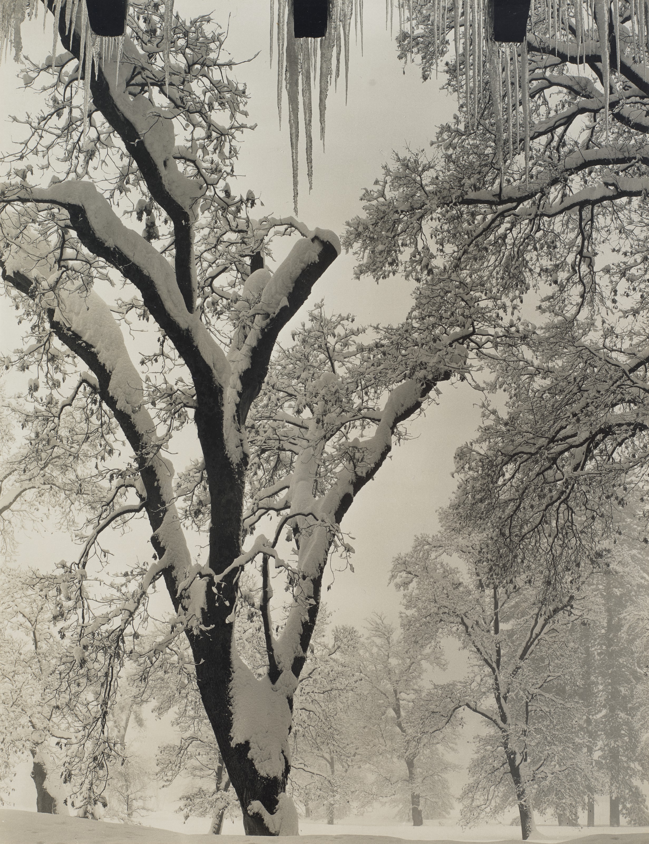 ANSEL ADAMS (1902–1984), Oak Tree, Snowstorm, Yosemite, 1948
