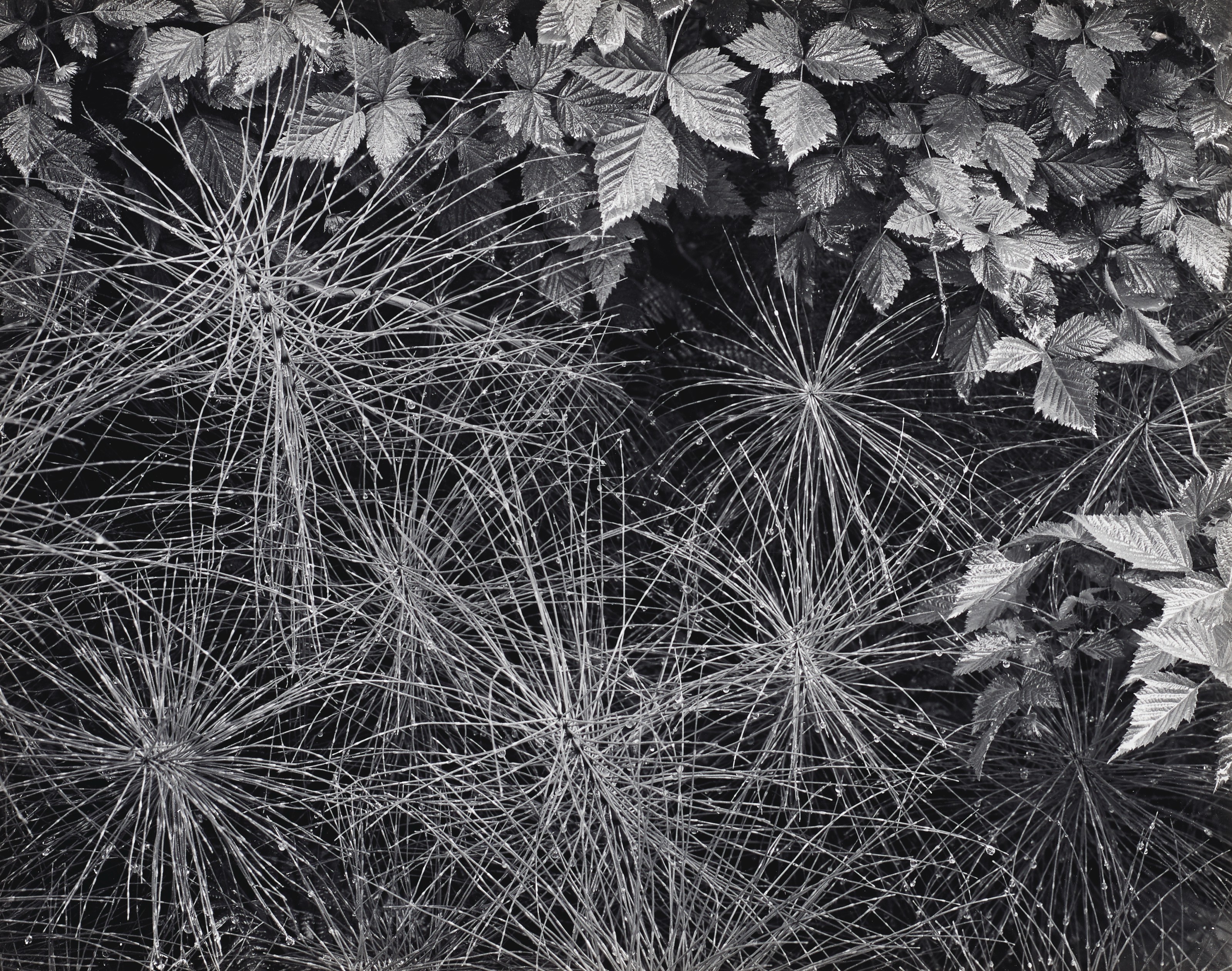 ANSEL ADAMS (1902–1984), Plant Detail, Mt. Rainier National Park