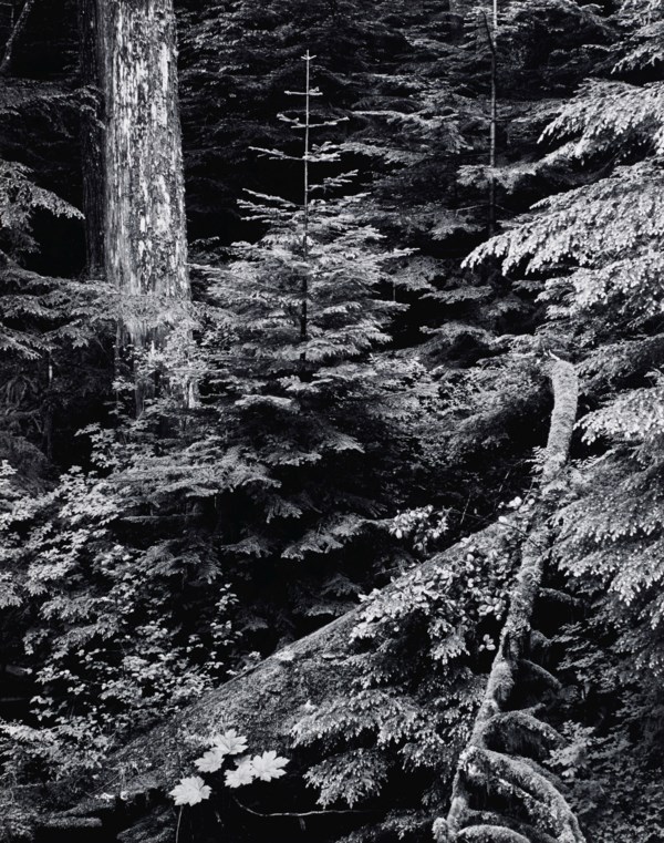 ANSEL ADAMS (1902–1984)