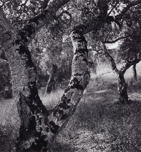 ANSEL ADAMS (1902–1984)