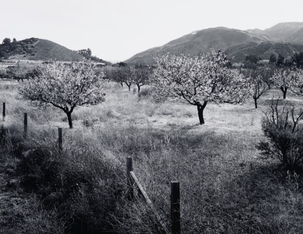 ANSEL ADAMS (1902–1984)