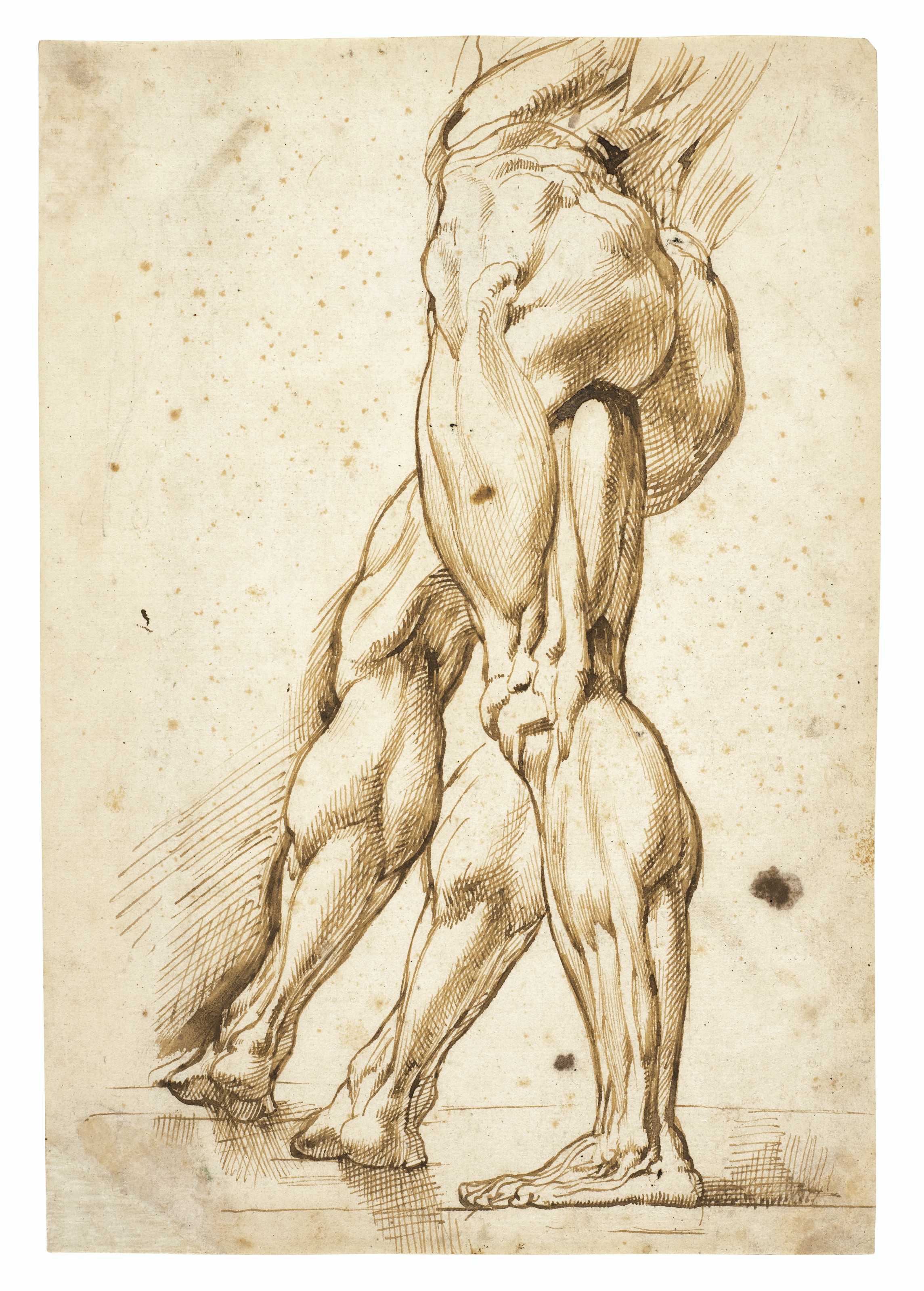 An écorché study of the legs of a male nude, with a study of the right leg (recto); Sketch of the muscle of a leg (verso)