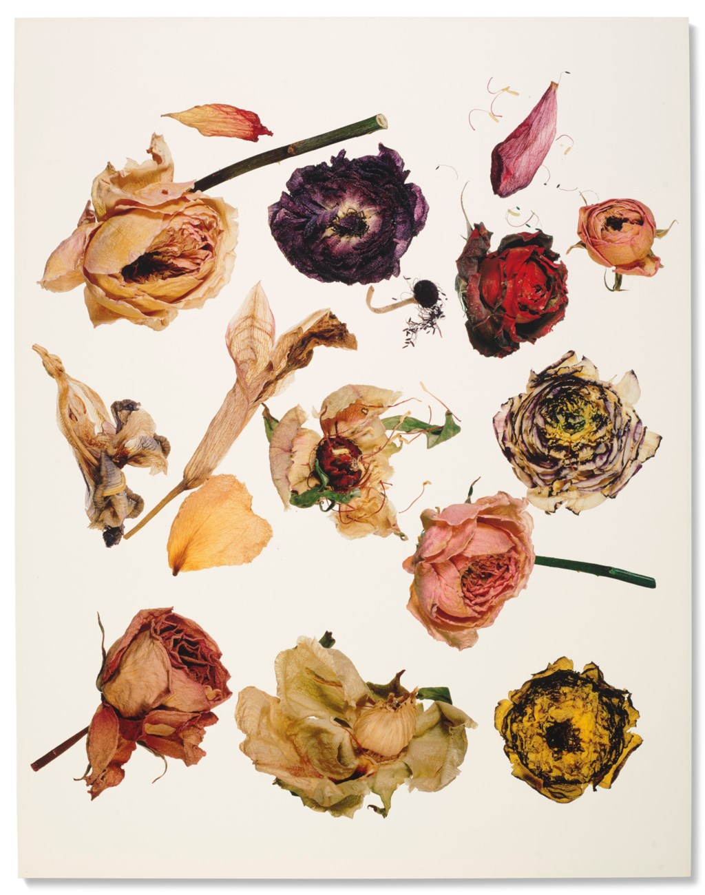 IRVING PENN (1917–2009)