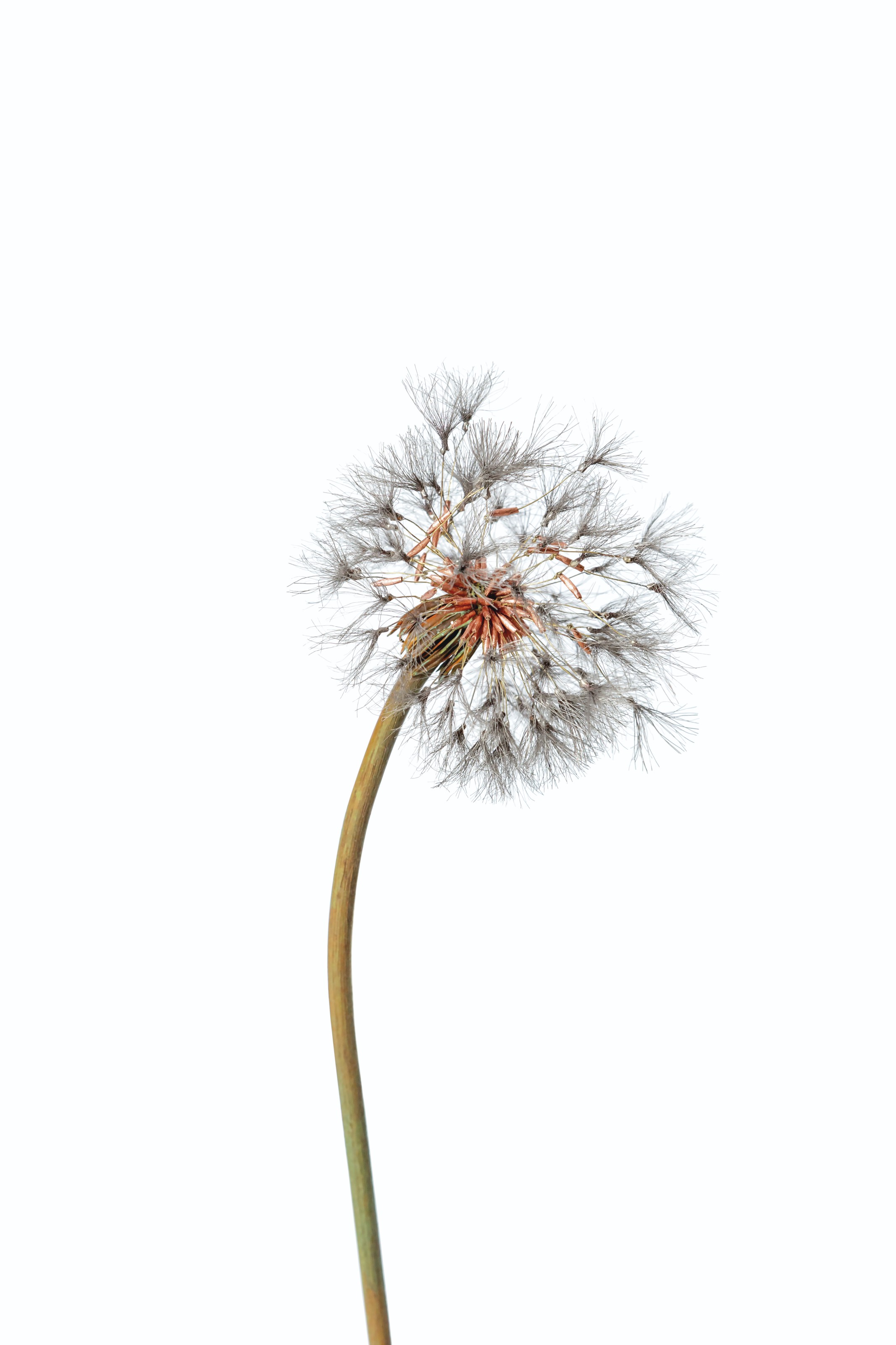 SUZUKI SHOTA (B. 1987), Tanpopo wa (Dandelion, circle