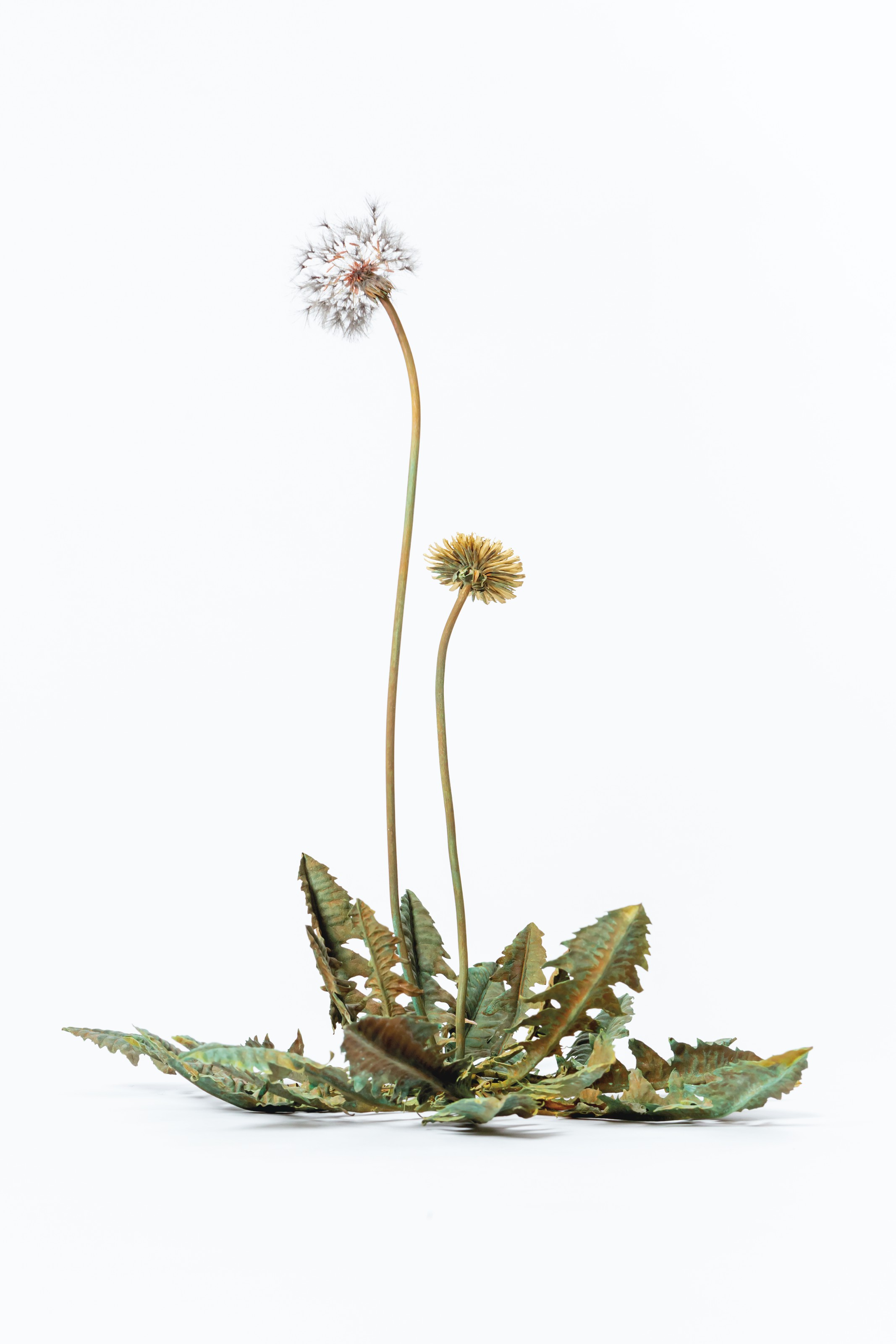オリジナルプリント ヨコギアラオ　006_1 TT　SOUP 1987 SUZUKI SHOTA (B. 1987), Tanpopo wa (Dandelion, circle