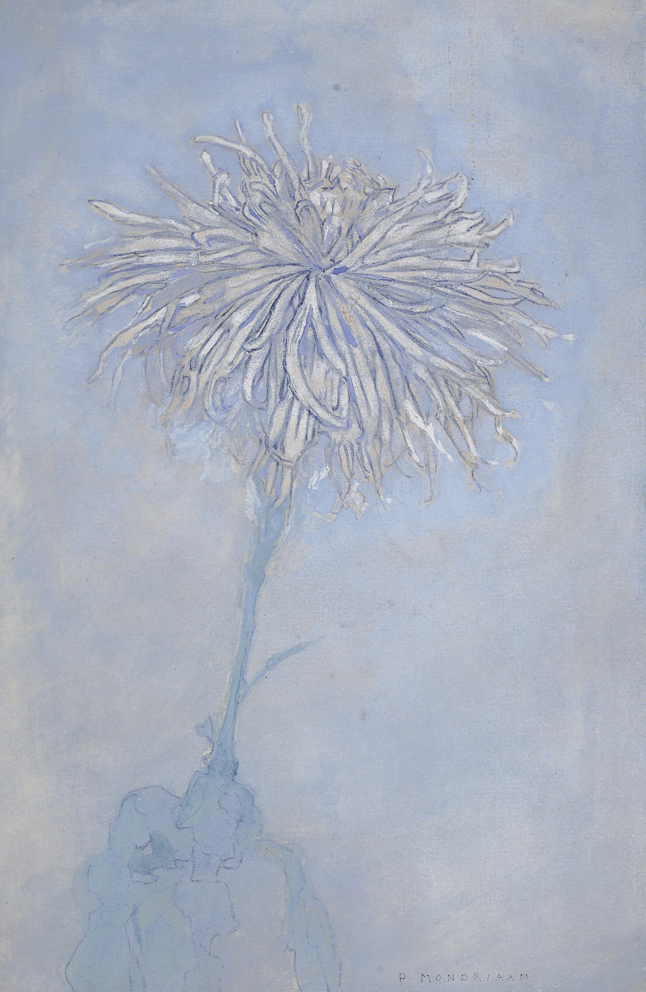 Chrysant