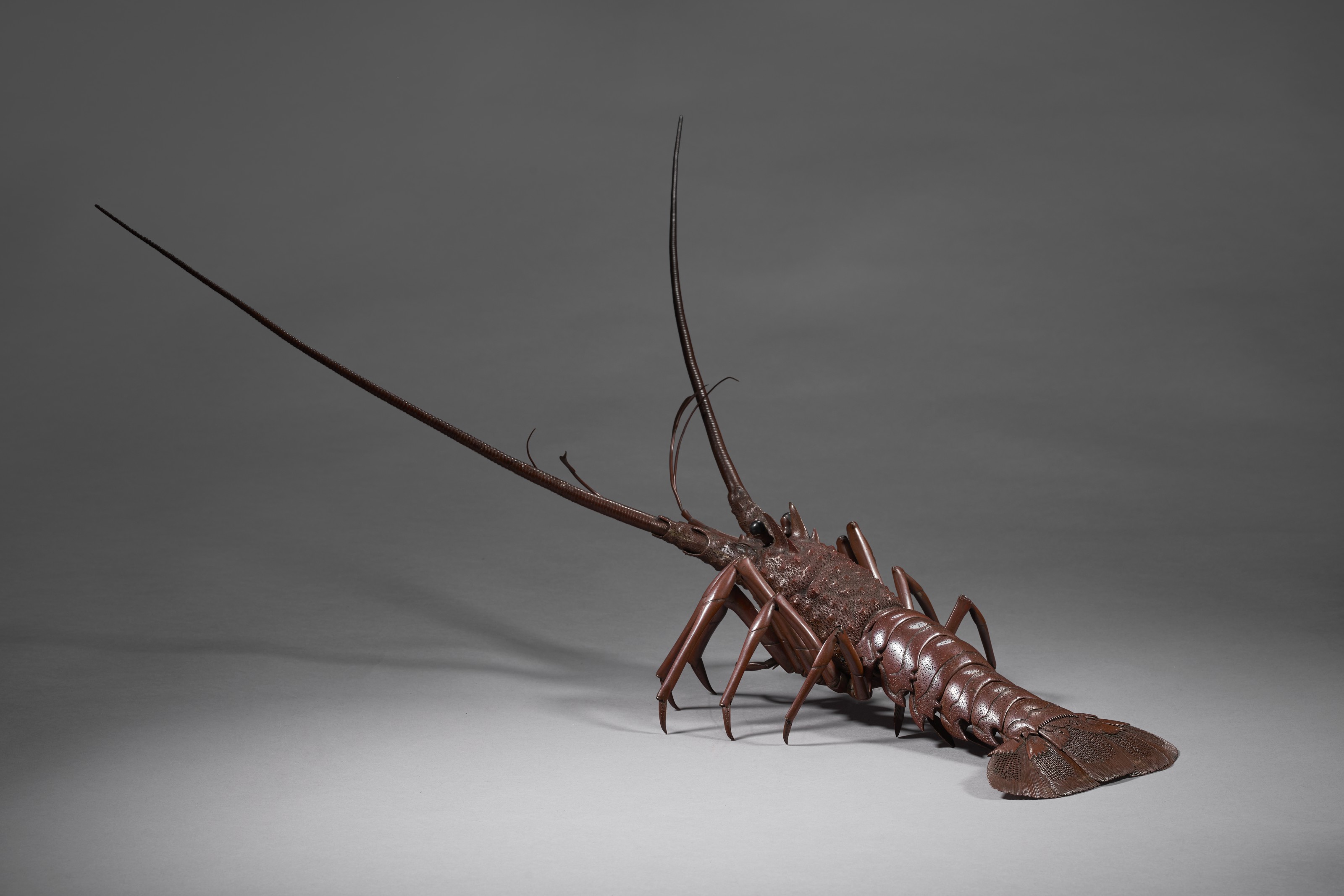 明倫館書店 / A taxonomic study on the genus Asiopodabrus