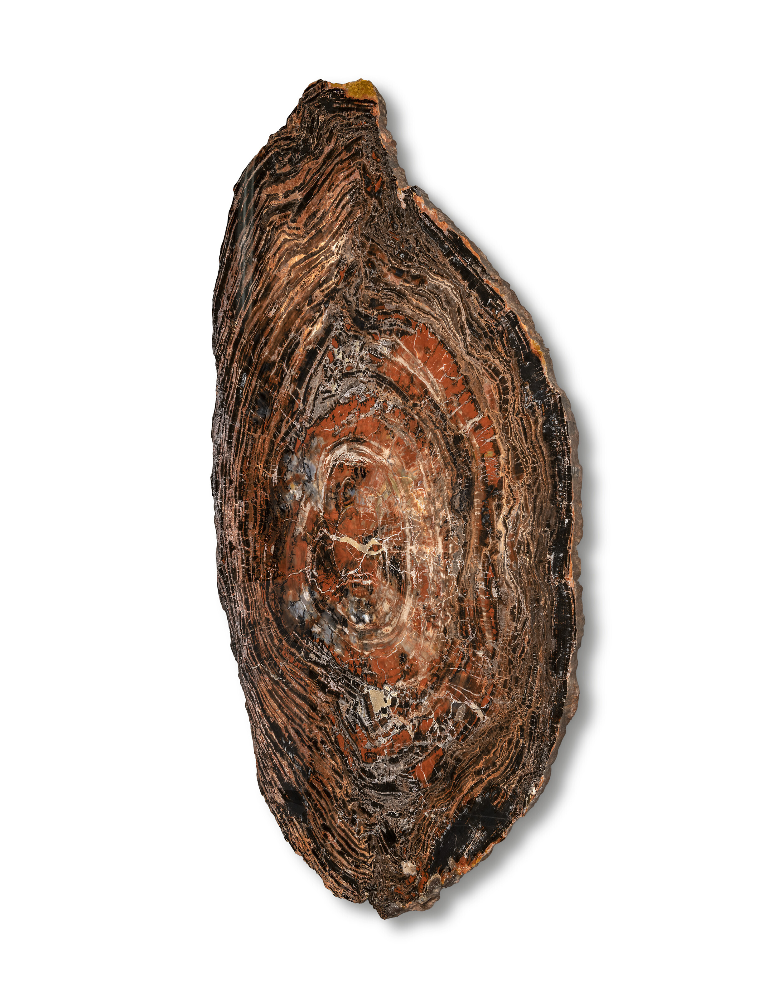 A large slice of petrified wood, Northern Arizona. Araucarioxylon arizonicum from the Triassic (circa 225 million years ago) sliced in cross-section and polished to reveal rich colours of so famed from this location, the texture to the edges preserved, sold for £50,400 on 26 May 2022 at Christie's Online